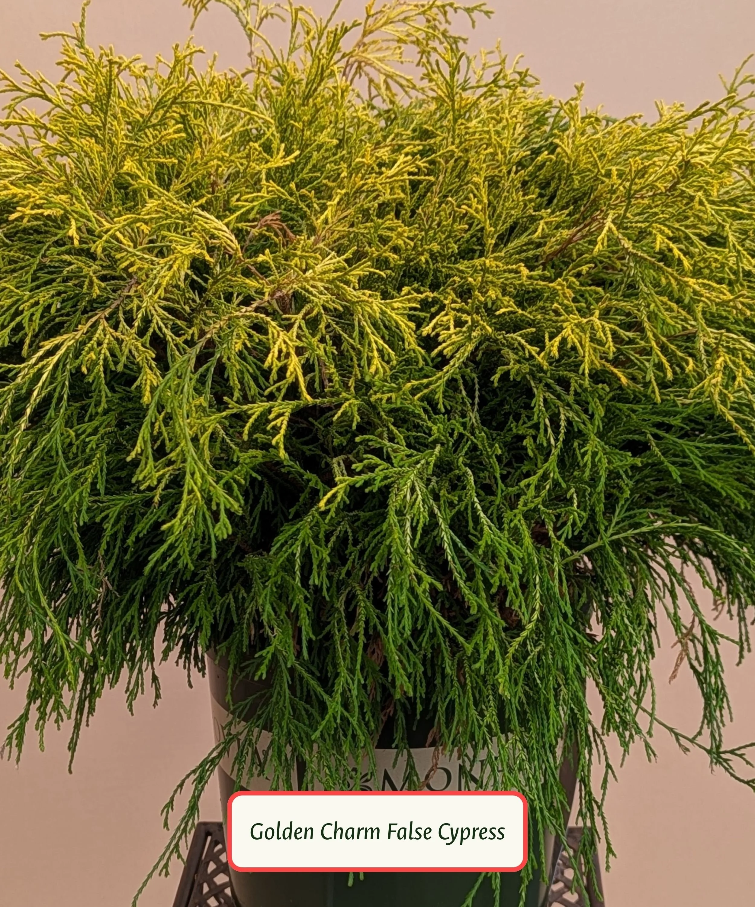 Golden Charm False Cypress.jpg