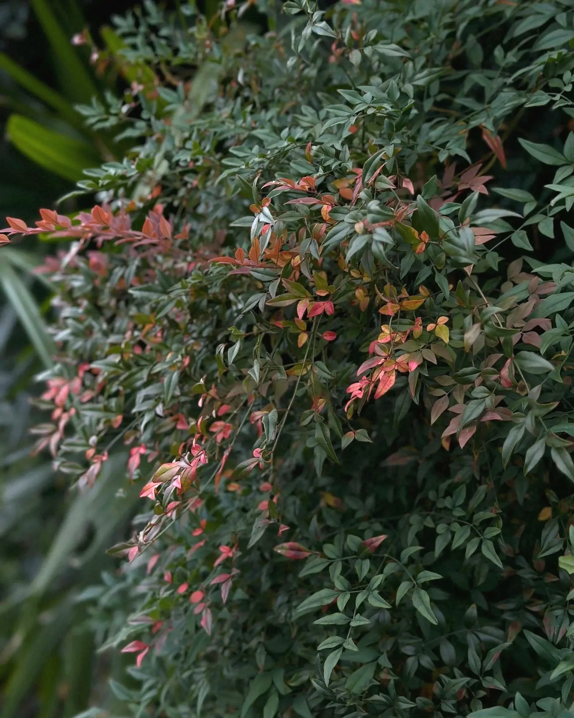 Heavenly bamboo in a South Carolina garden
