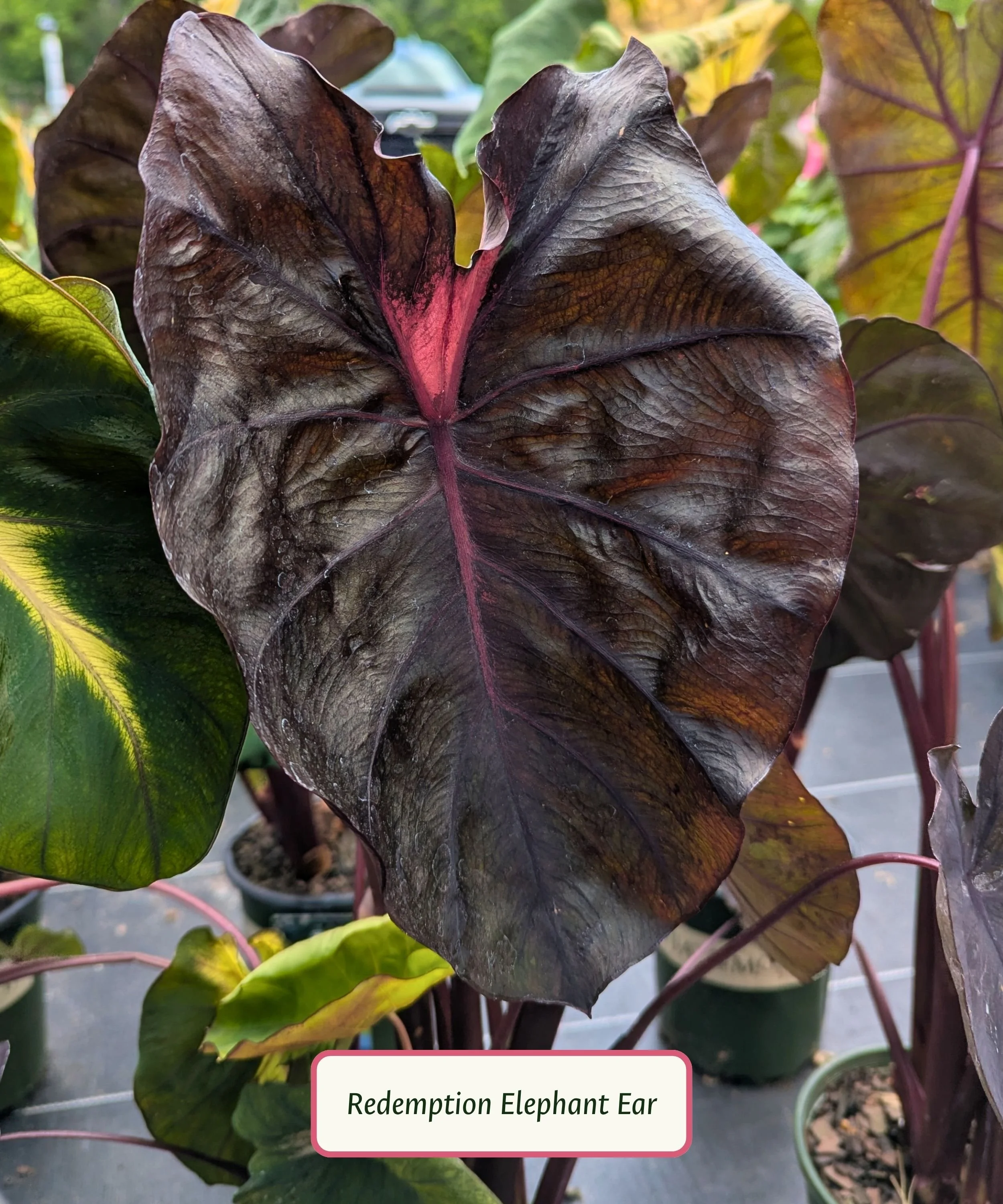 Redemption Elephant Ear (1).jpg