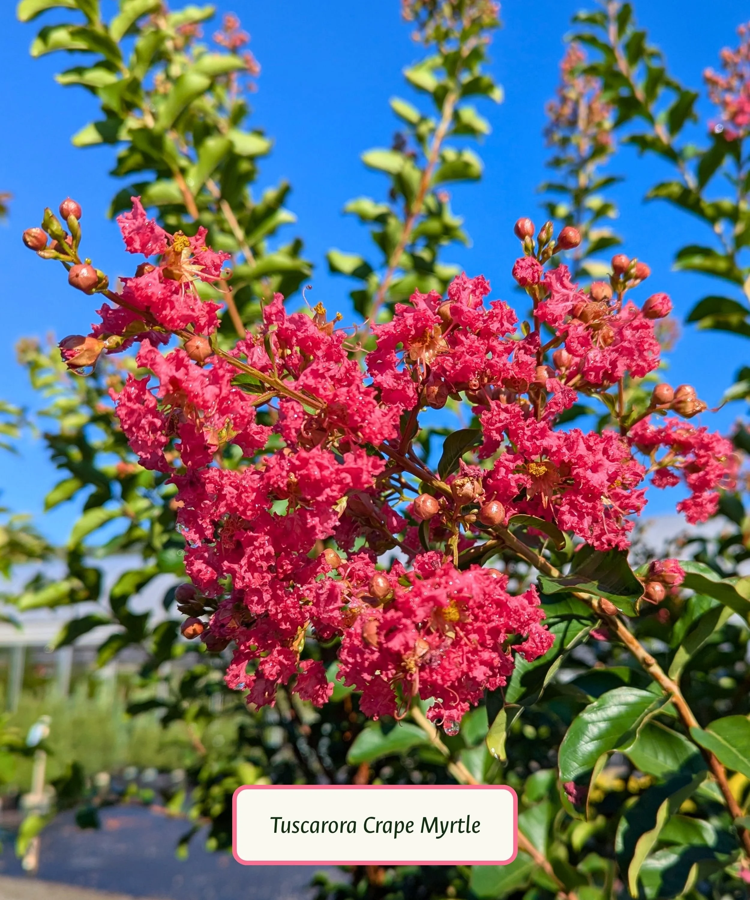 Crape Myrtle