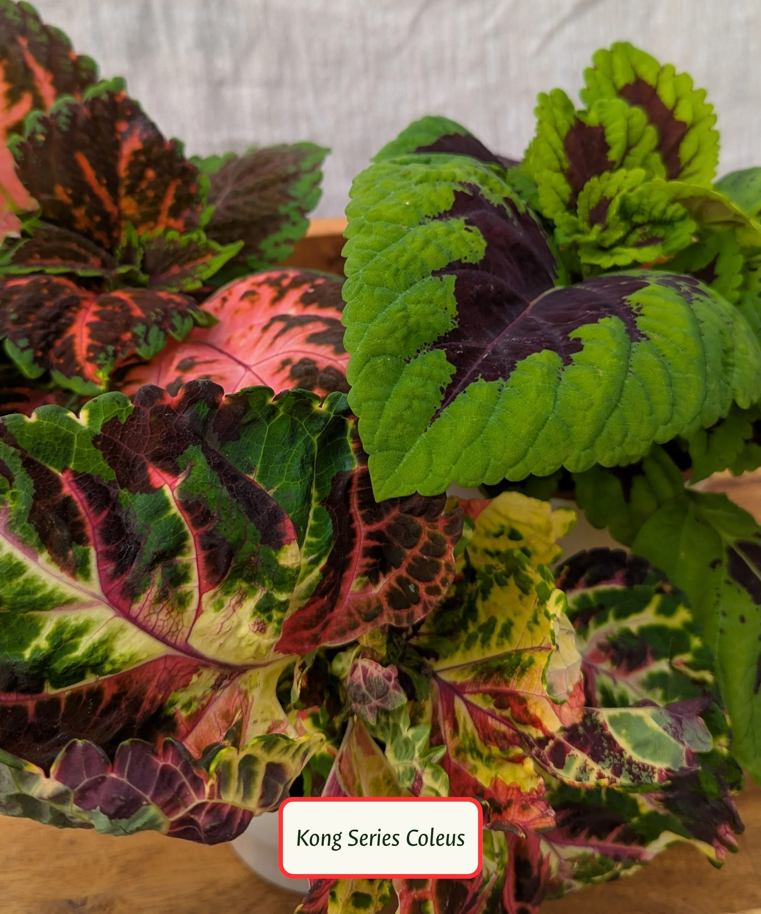 Coleus Kong Series.jpg
