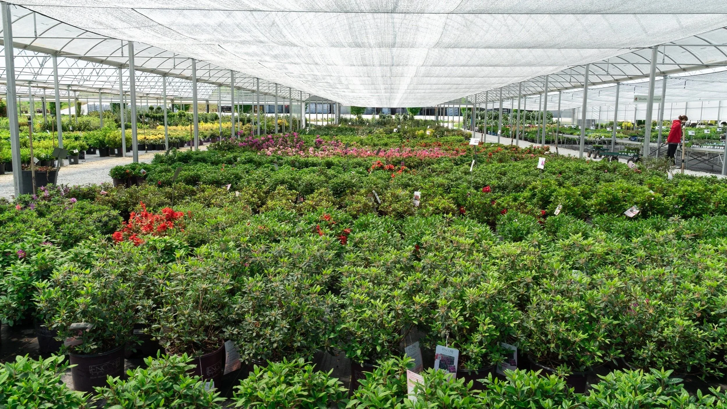 A huge plant selection at Head-Lee Nursery, which is a garden center in Seneca, South Carolina