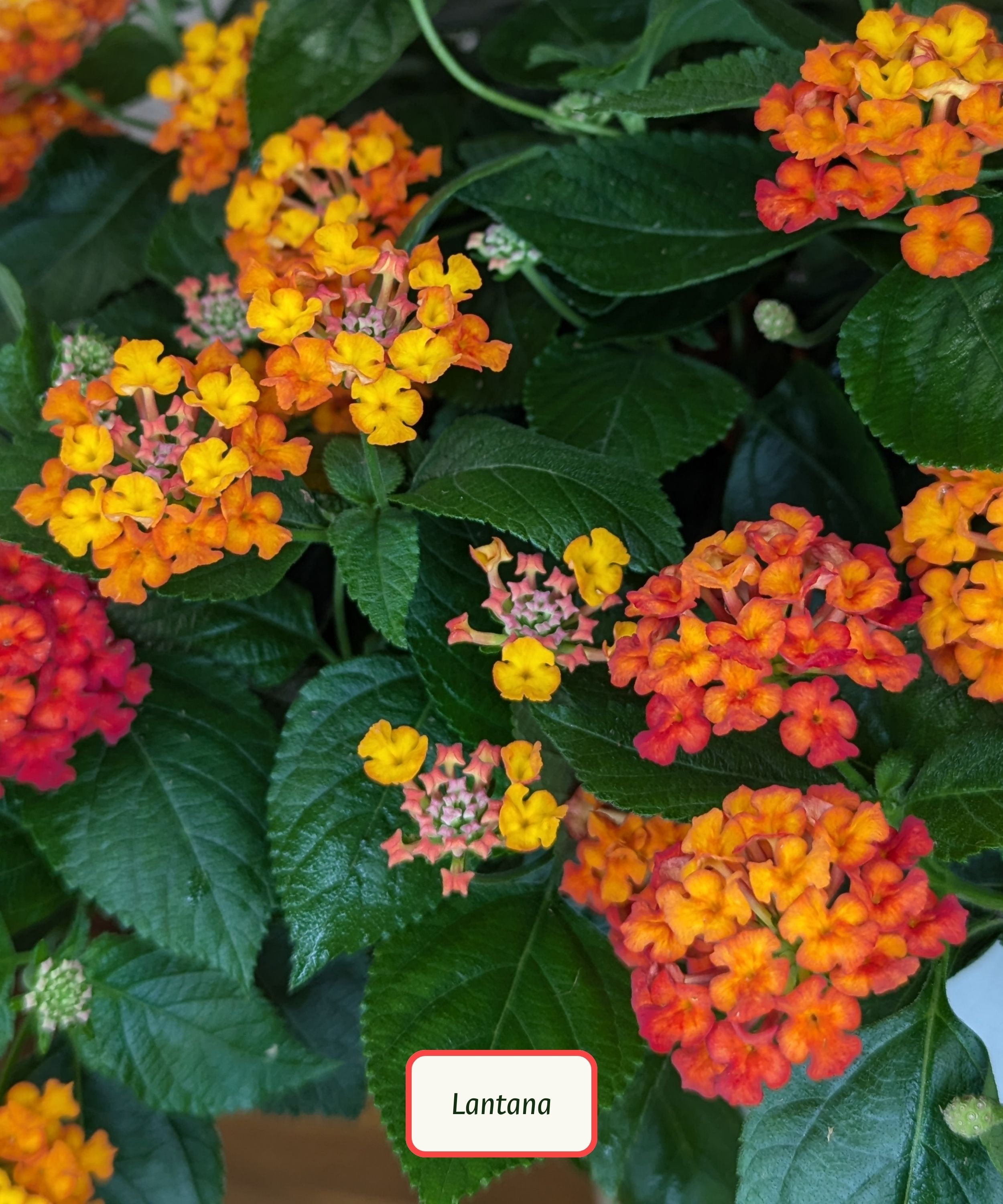 Copy of Plant Library Template (10).jpg