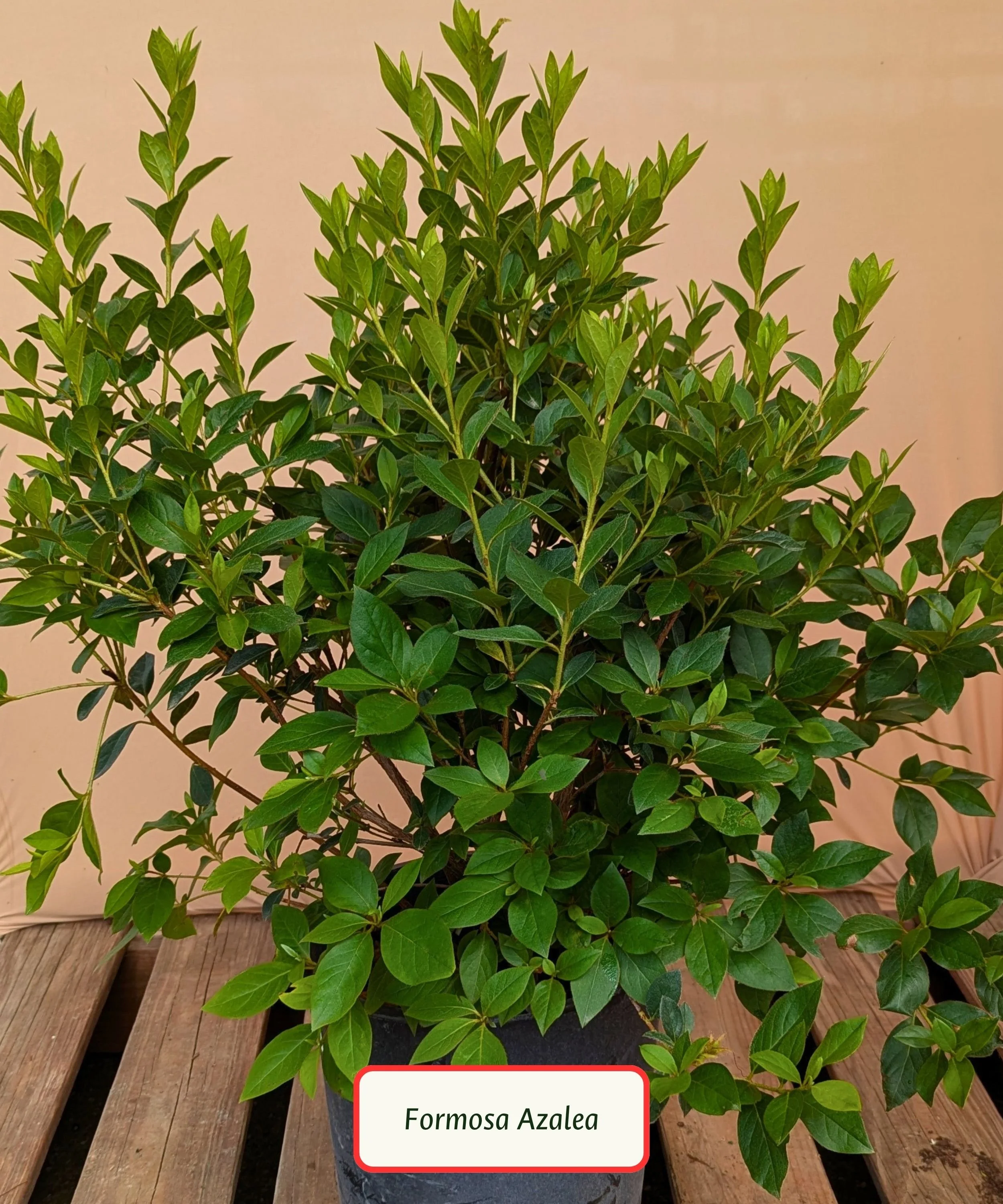Formosa Azalea.jpg
