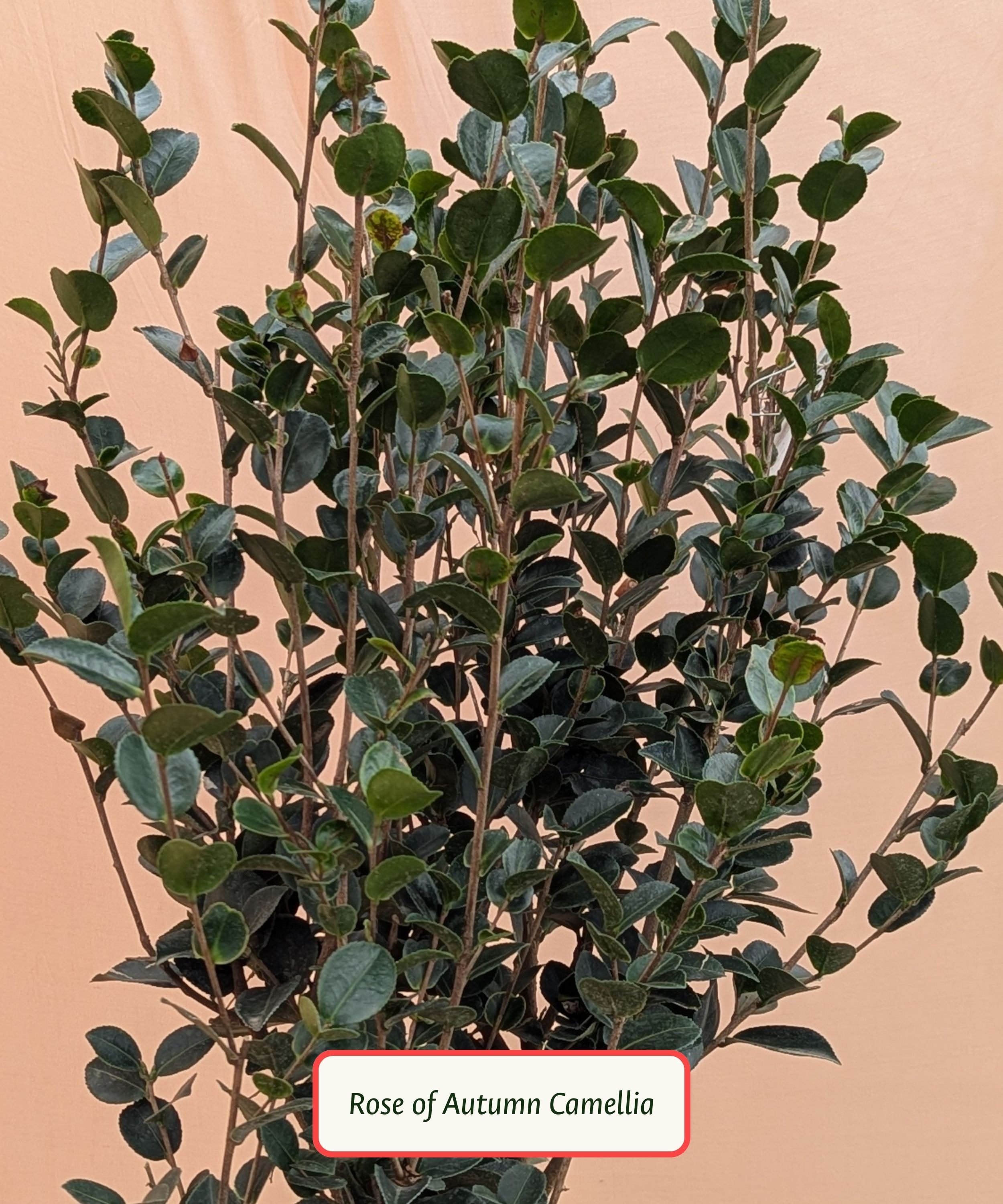 Rose of Autumn Camellia.jpg