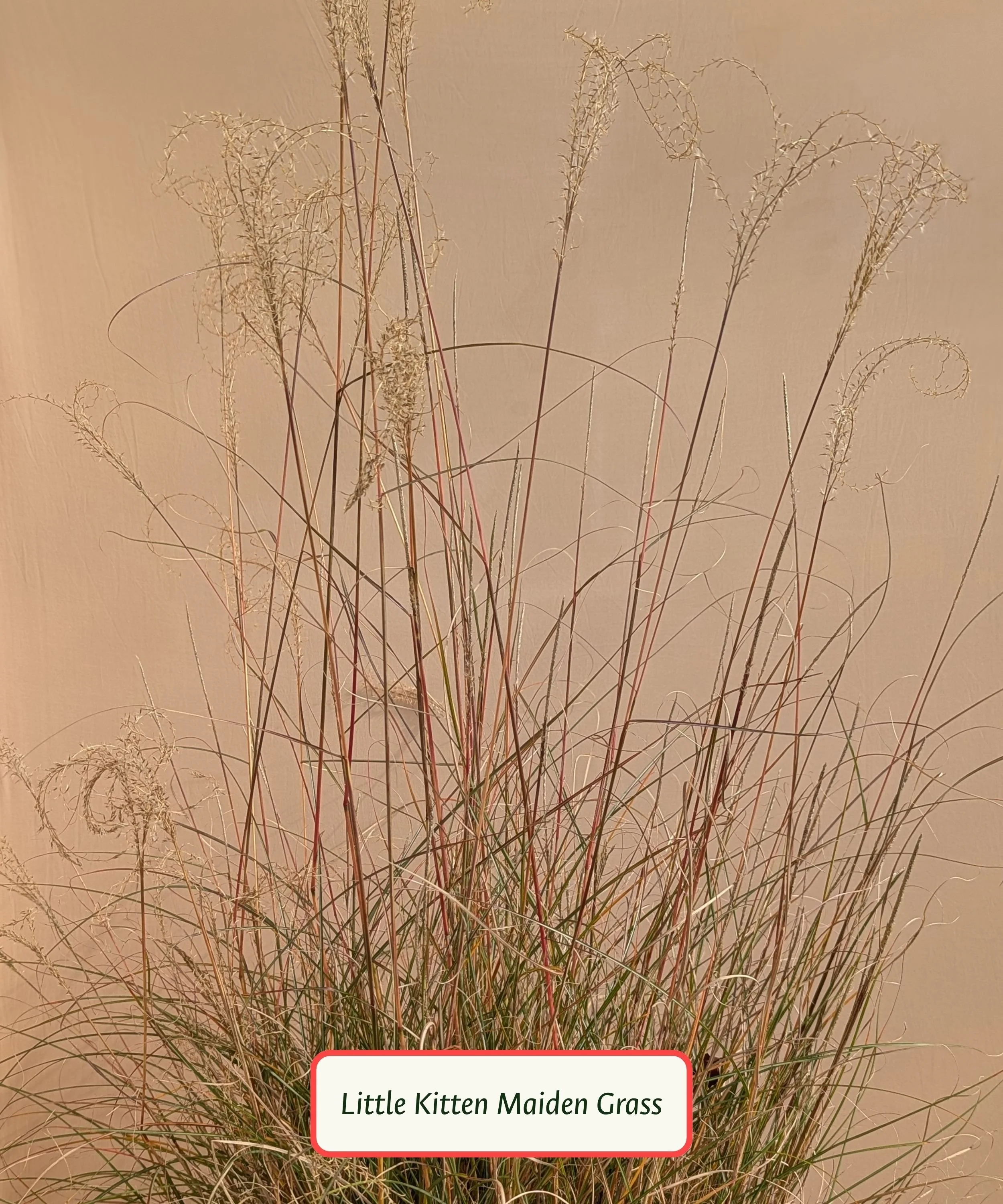 Little Kitten Maiden Grass.jpg
