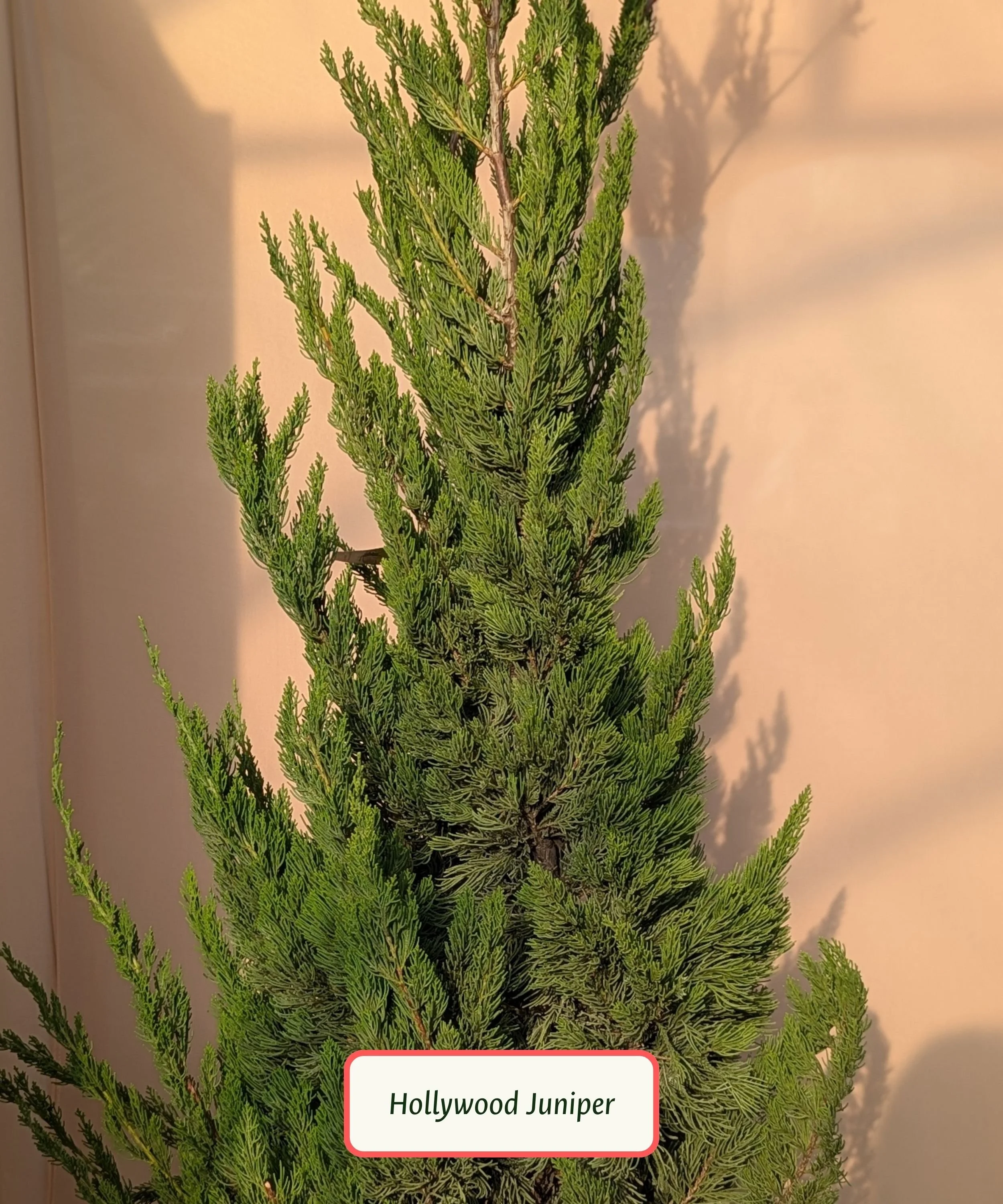 Hollywood Juniper (1).jpg
