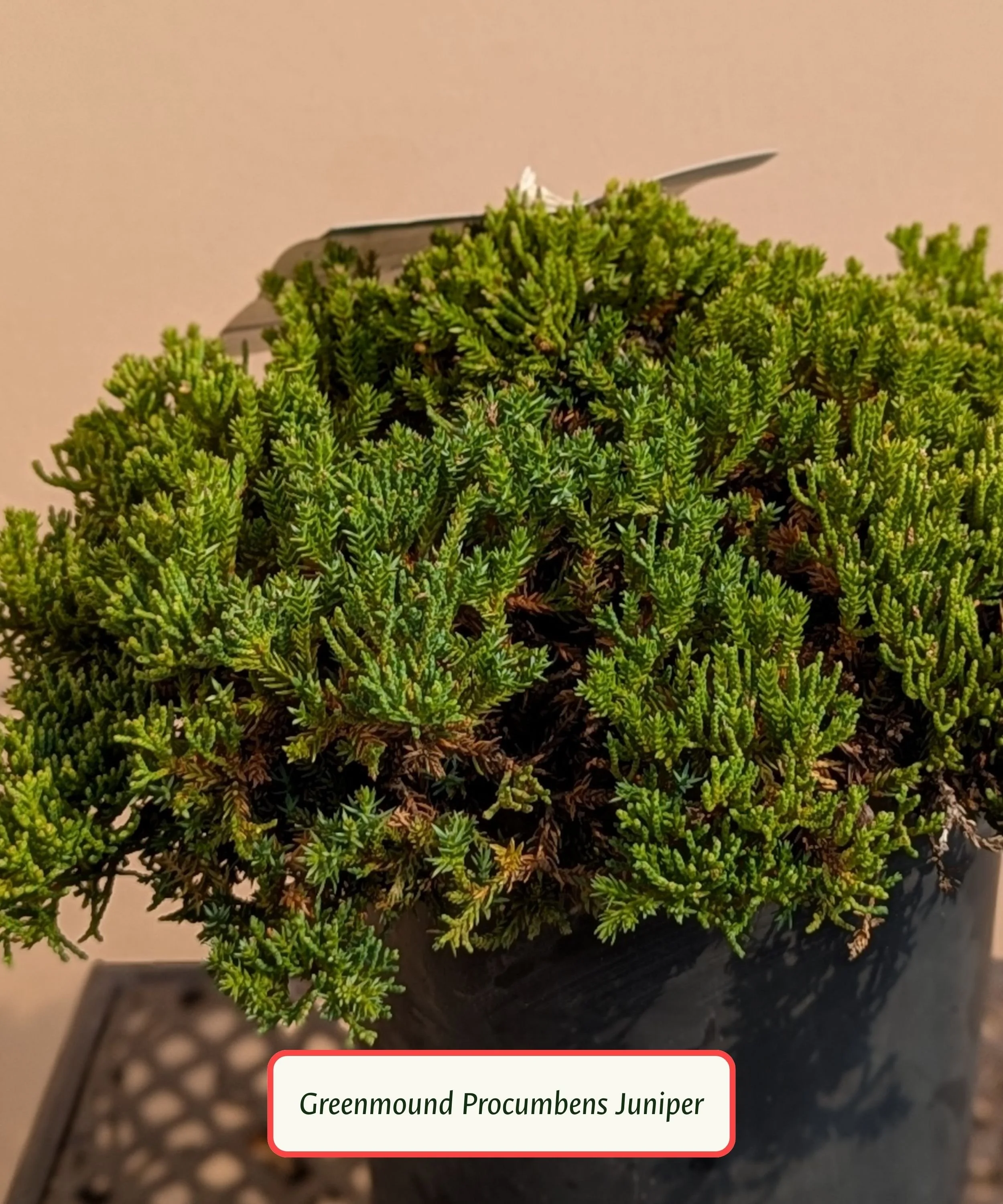 Greenmound Procumbens Juniper.jpg