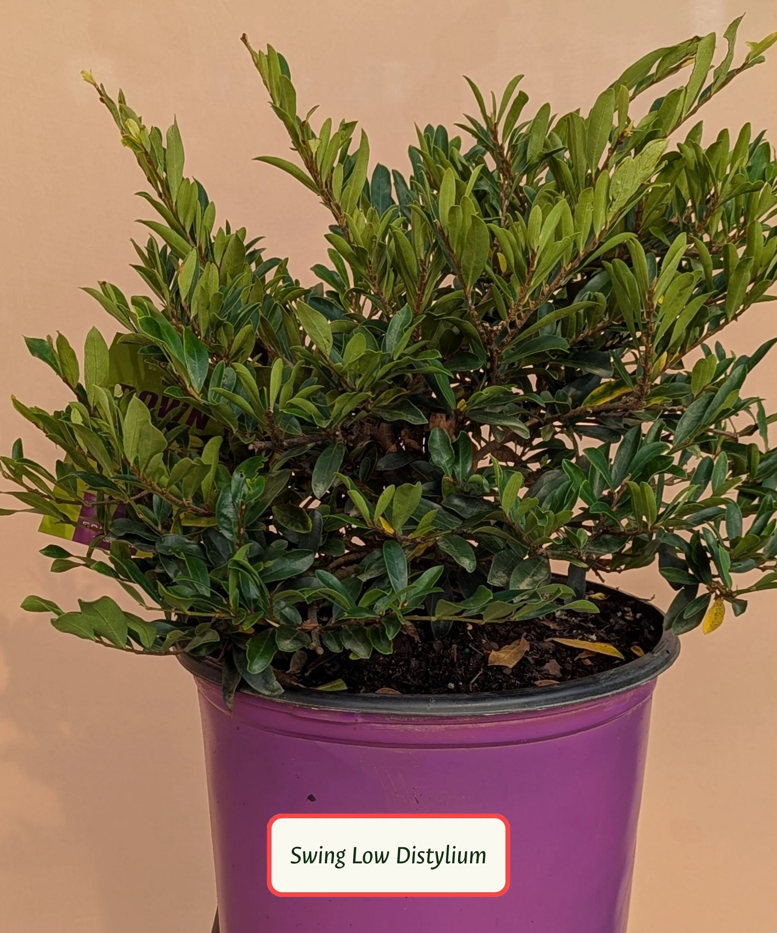 Swing Low Distylium.jpg