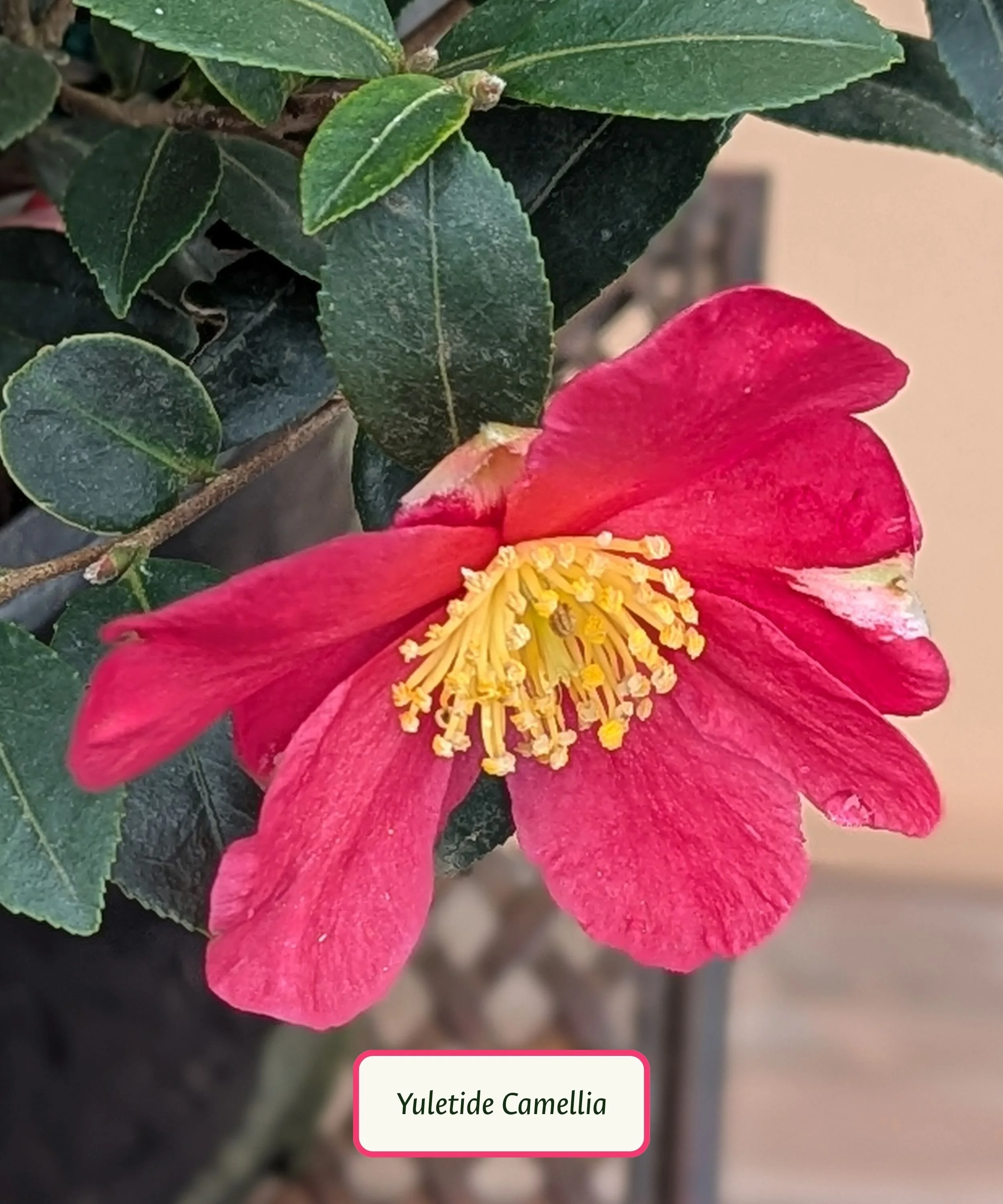 Copy of Plant Library Template.jpg