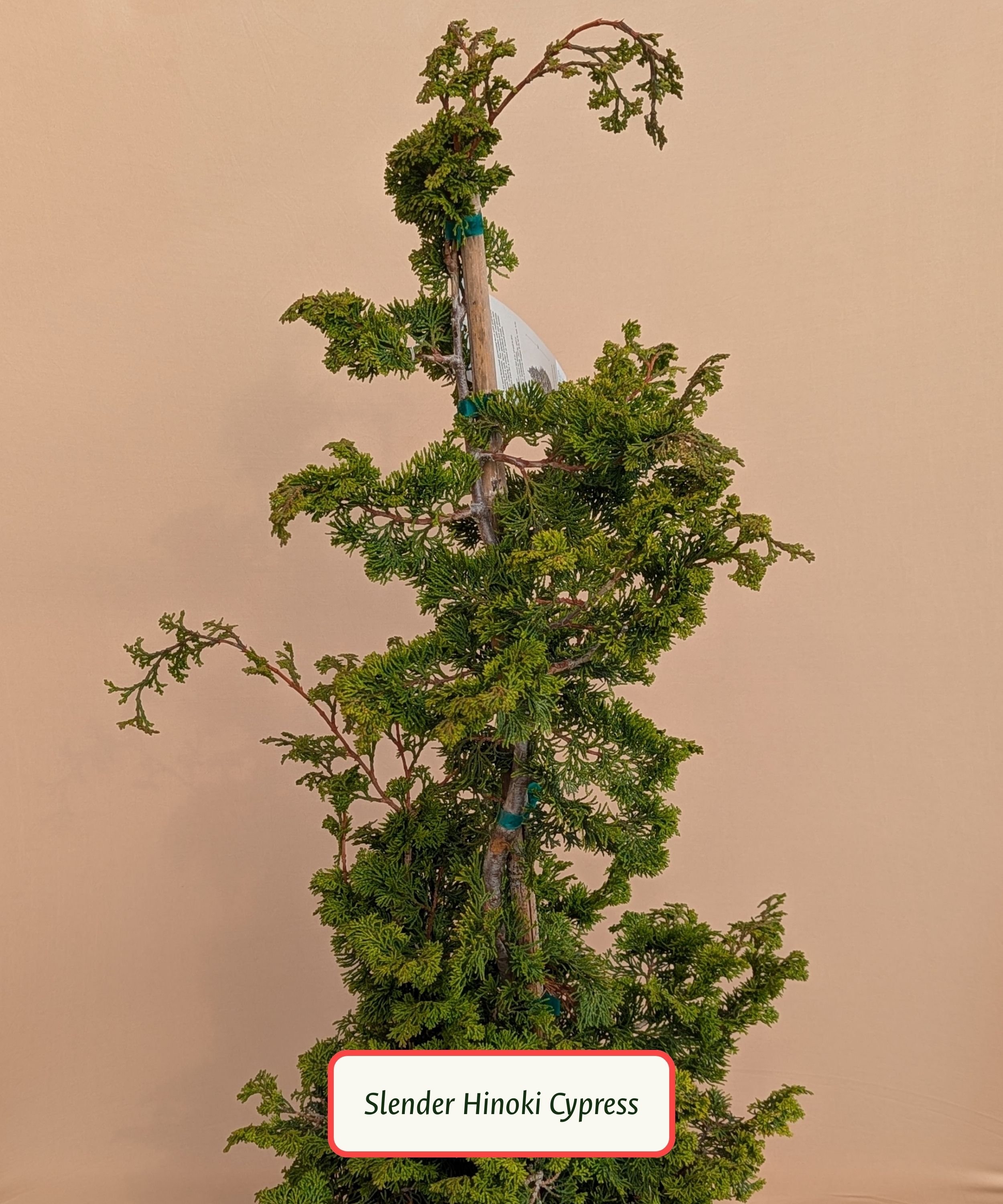 Slender Hinoki Cypress.jpg