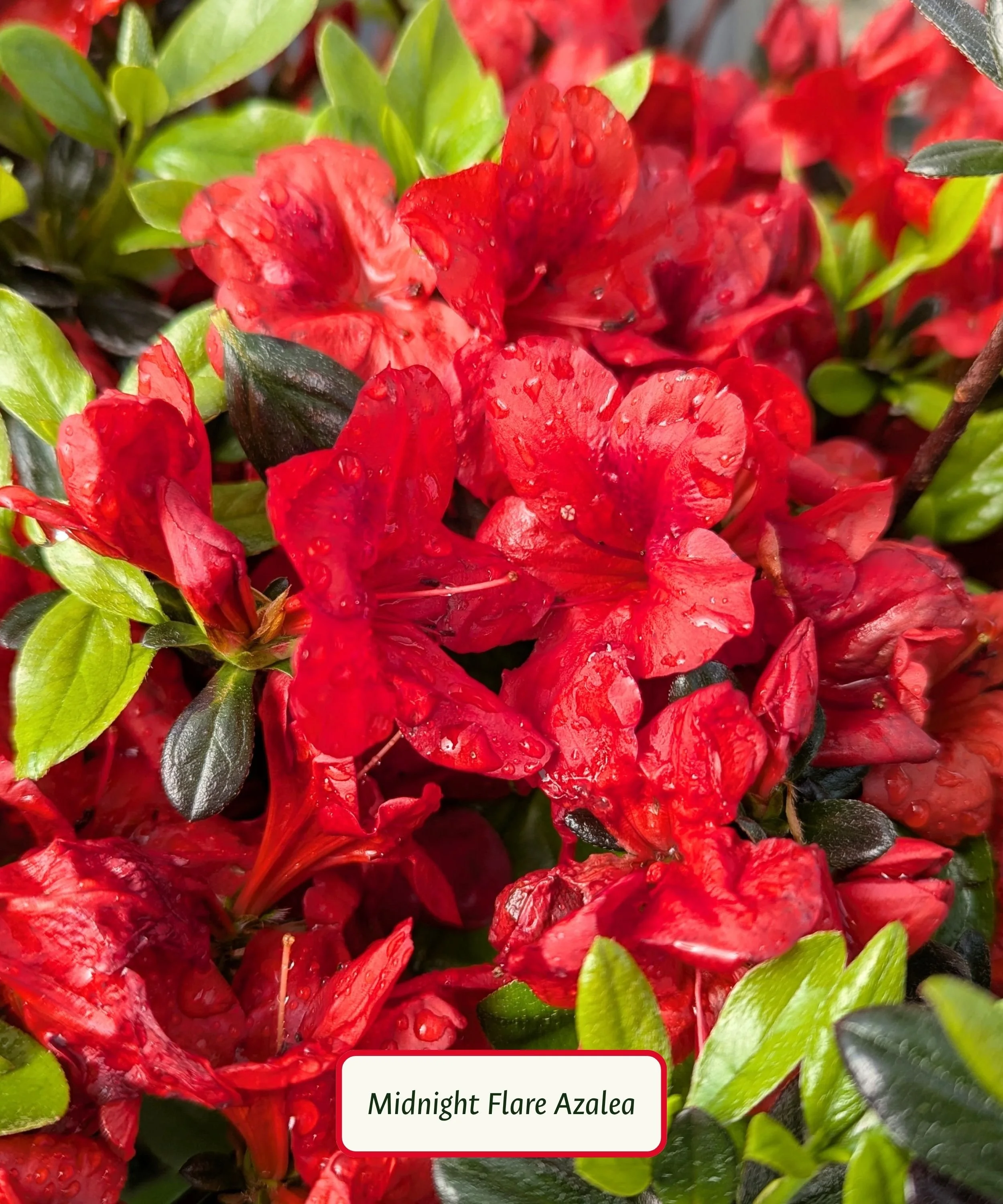 Midnight Flare Azalea.jpg
