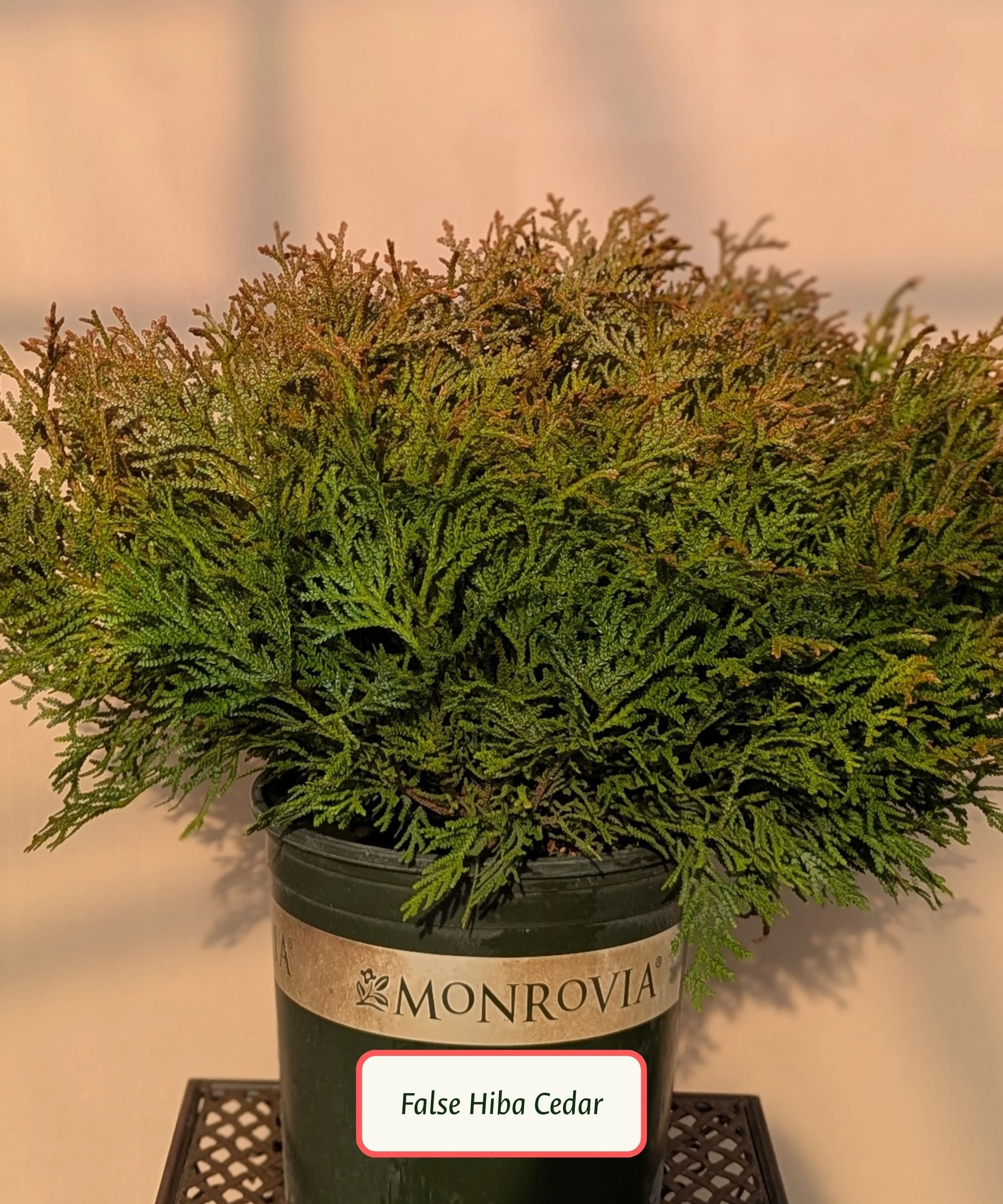 False Hiba Cedar (1).jpg