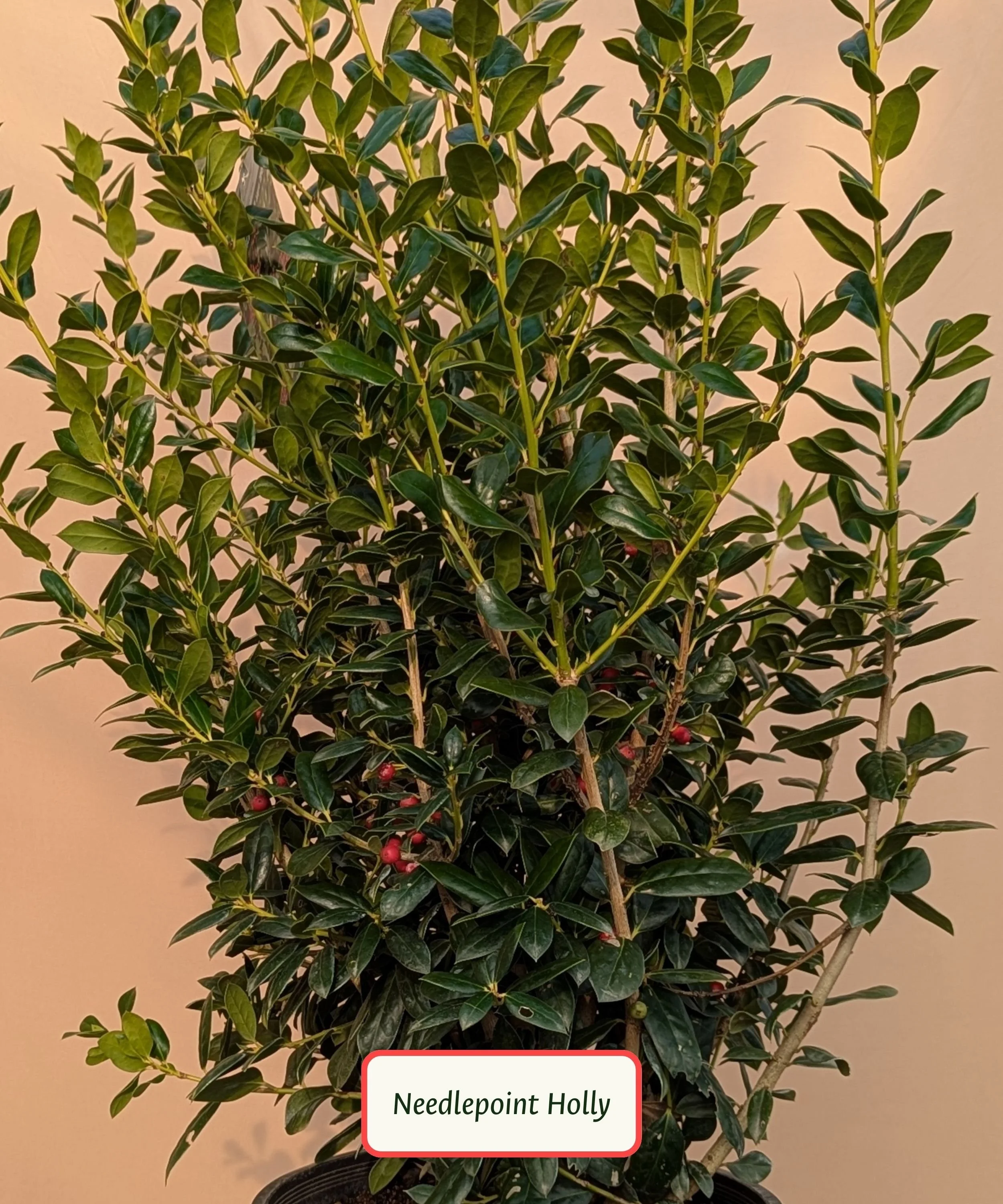 Needlepoint Holly.jpg