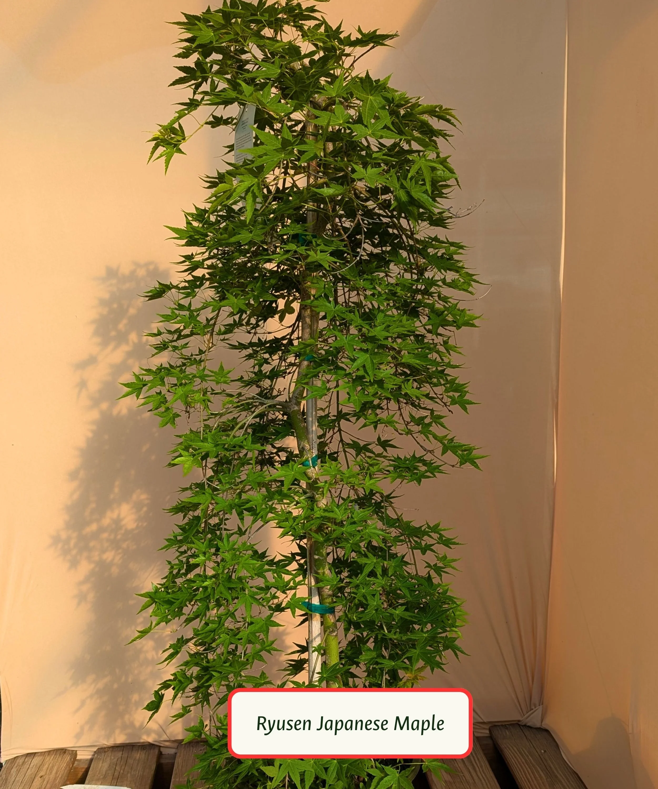 Ryusen Japanese Maple.jpg