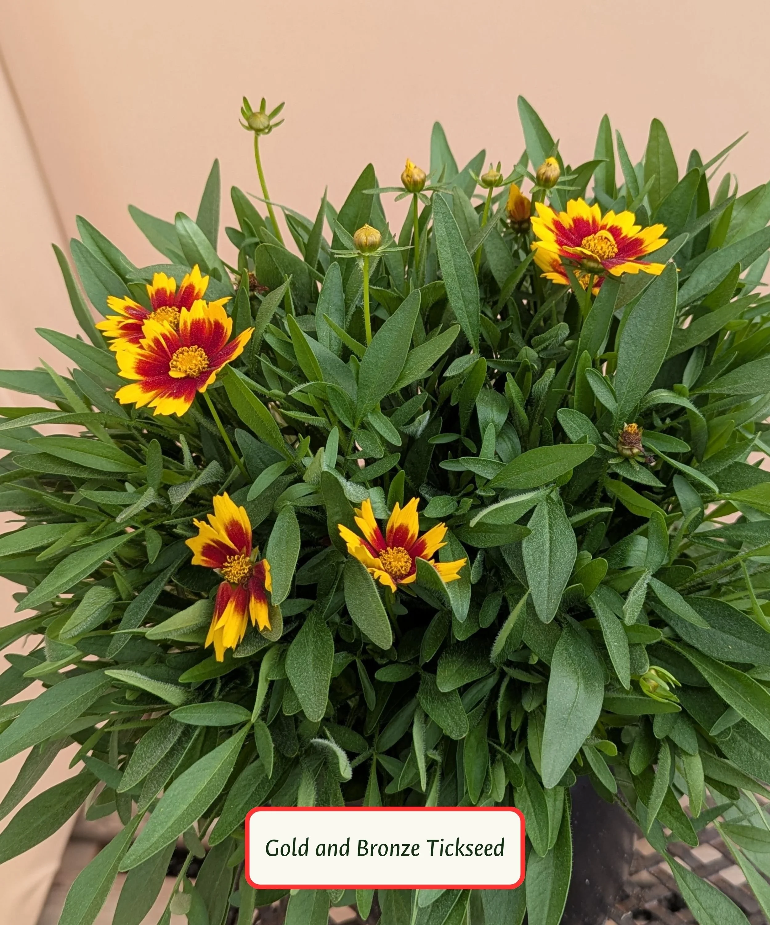 Gold and Bronze Tickseed.jpg