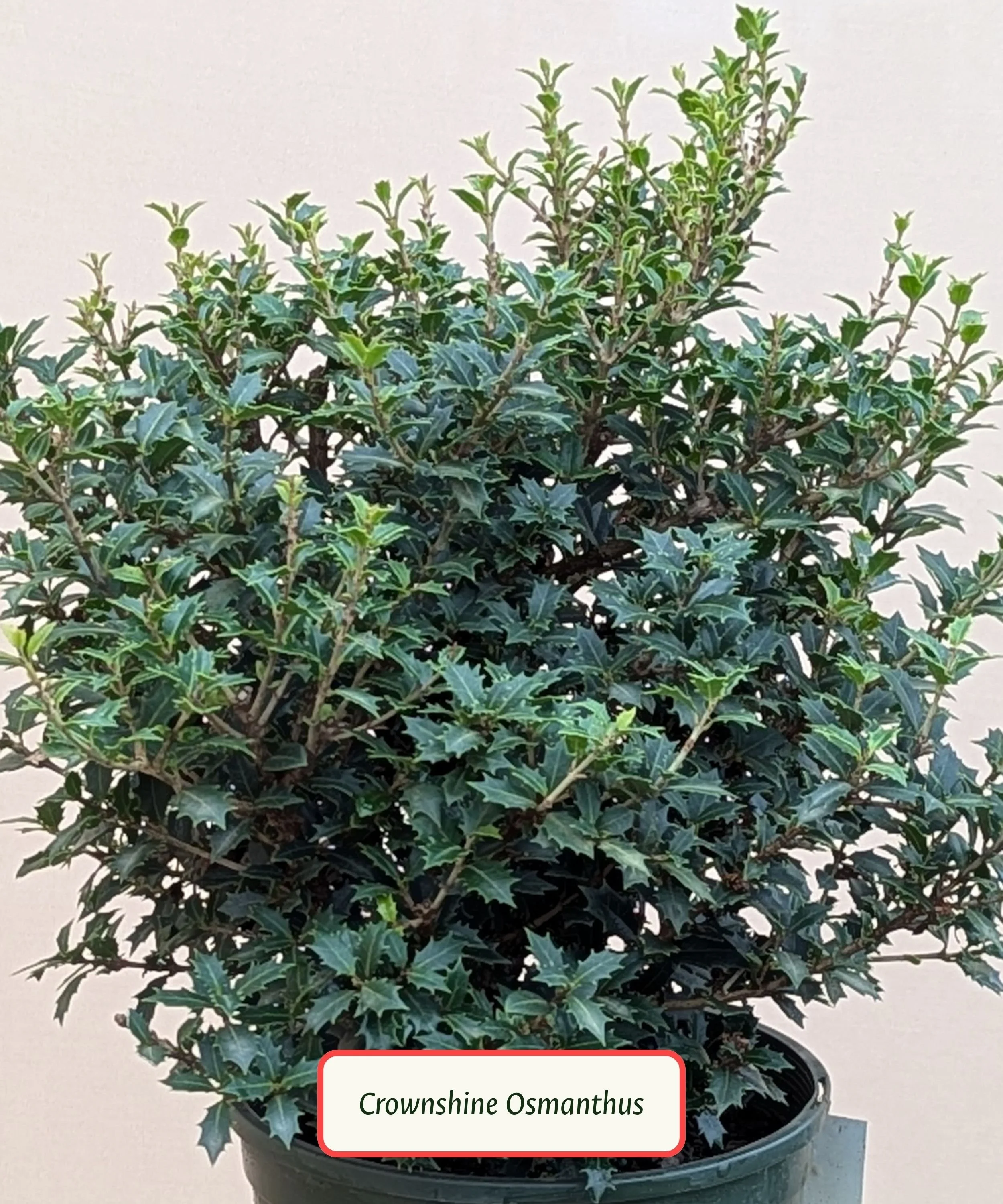 Crownshine Osmanthus.jpg