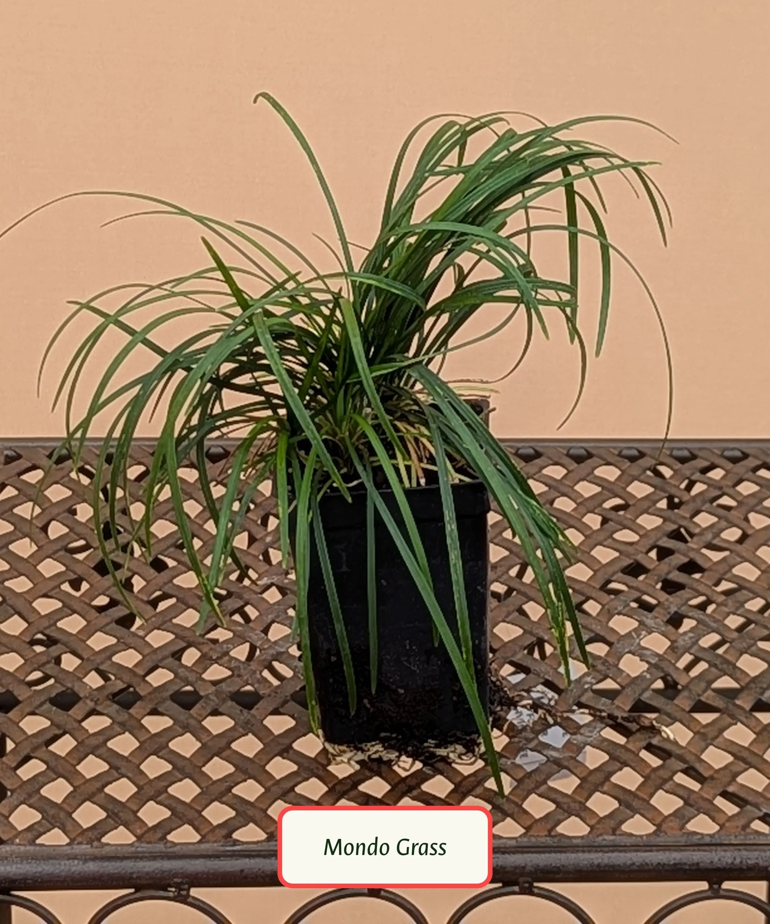 Mondo Grass.jpg