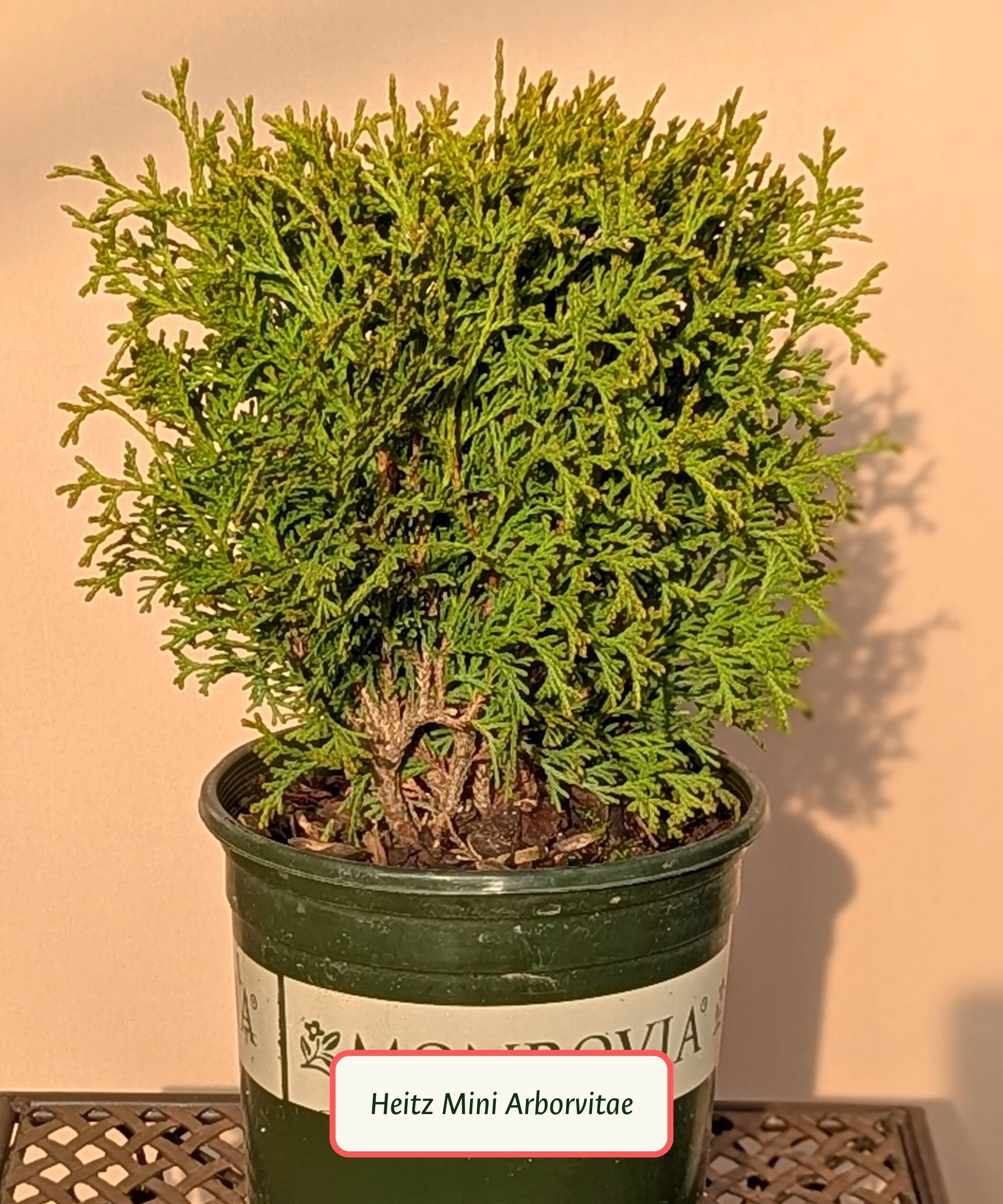 Heitz Mini Arborvitae (1).jpg