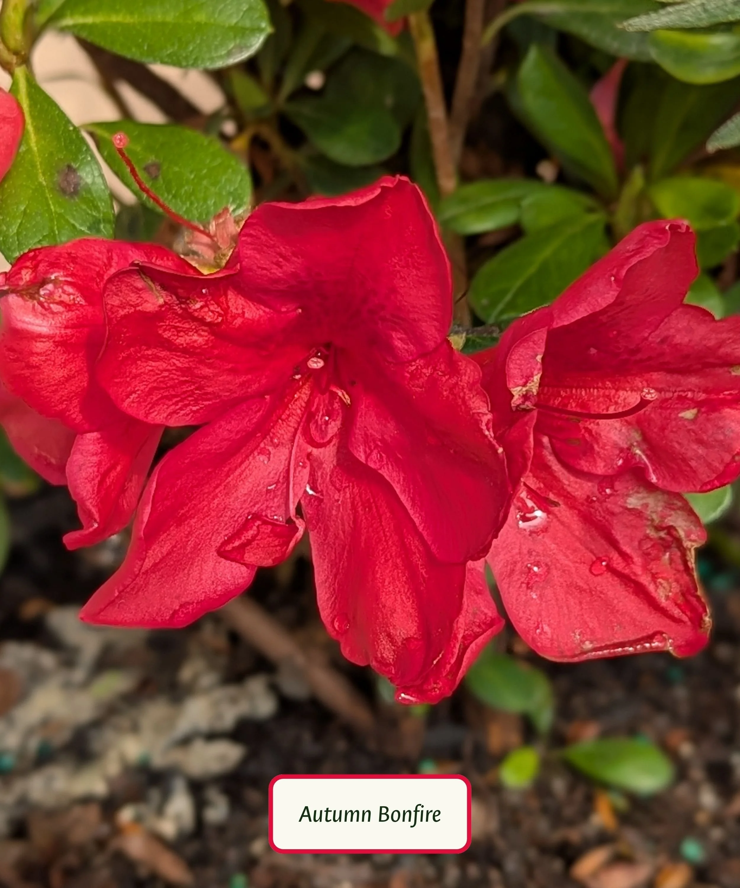 Encore Reblooming Azalea