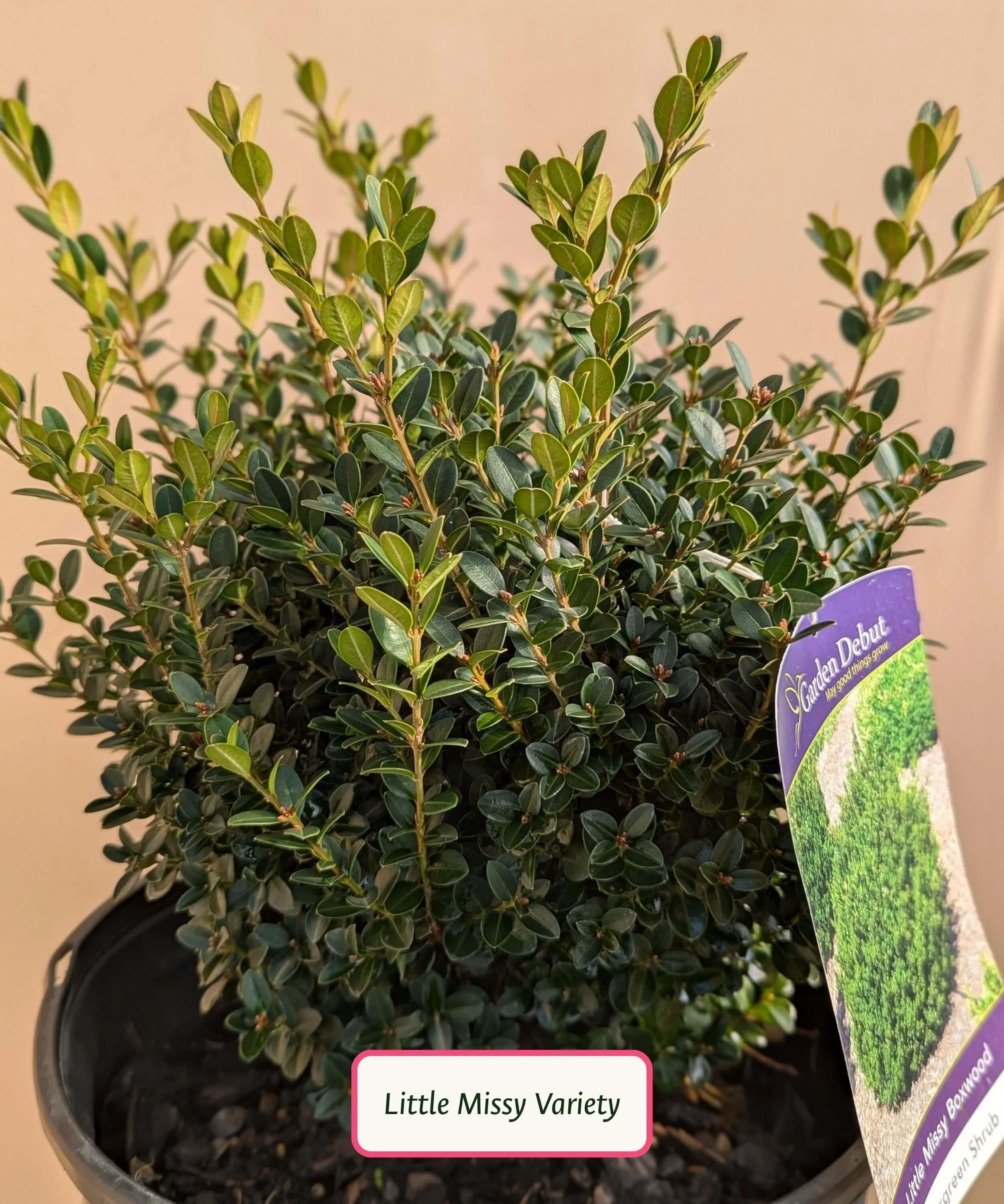 Little-Missy-Boxwood.jpg
