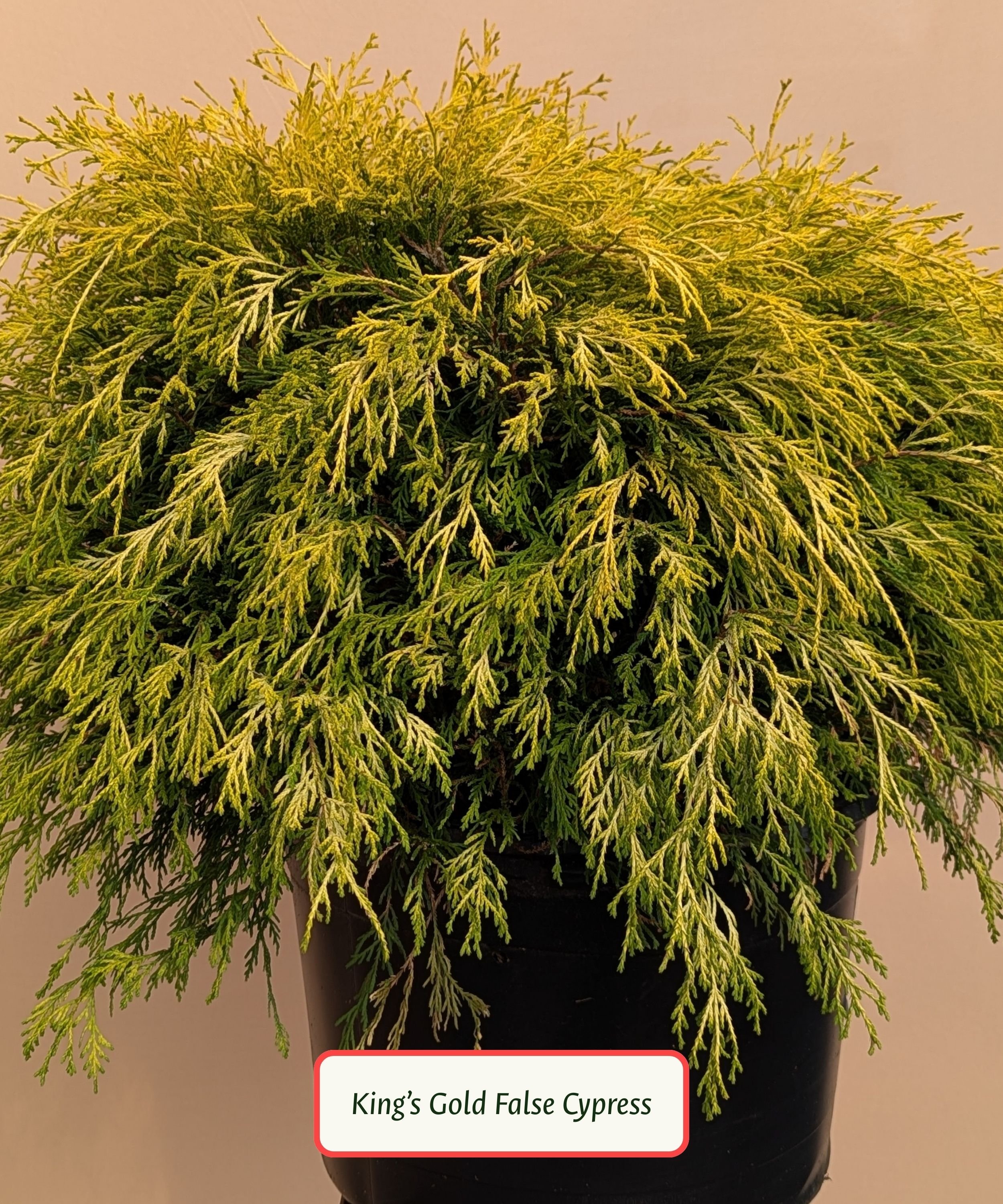 False Cypress or Sawara Cypress