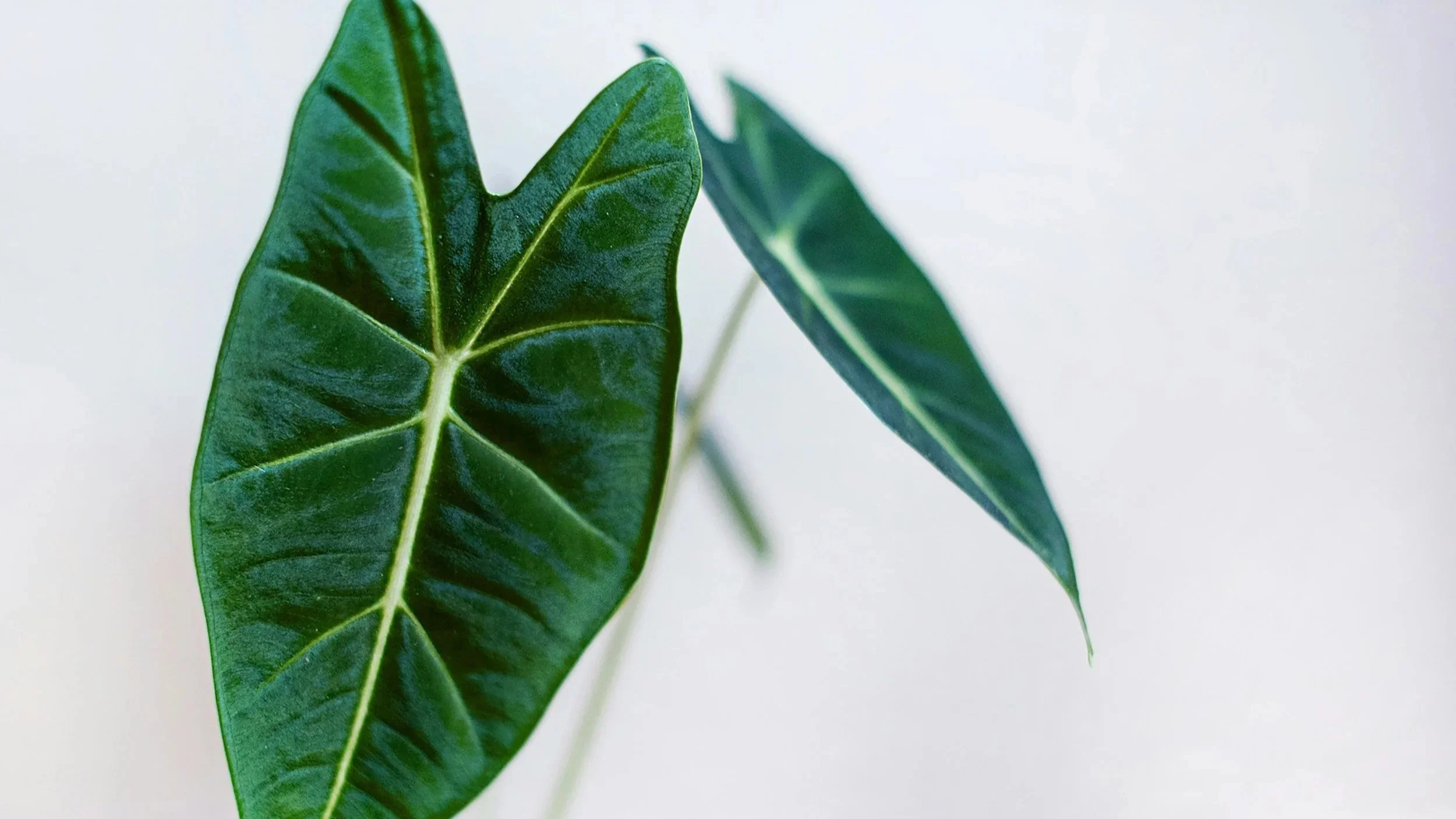 an alocasia plant from a South Carolina garden center in Seneca