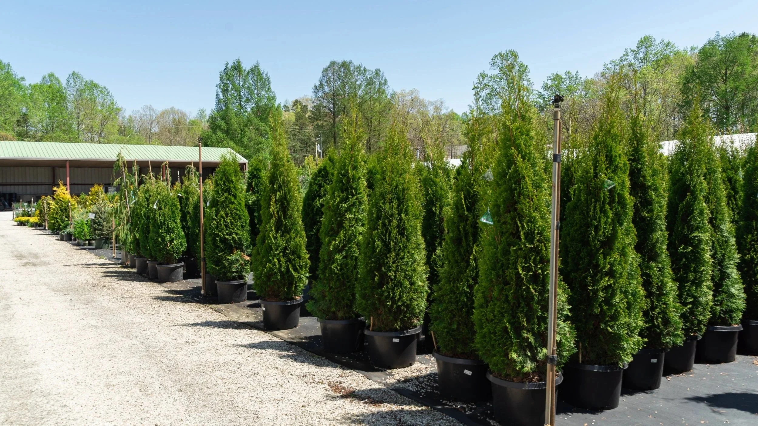 shrubs and trees at a Seneca garden center center named Head-Lee Nursery