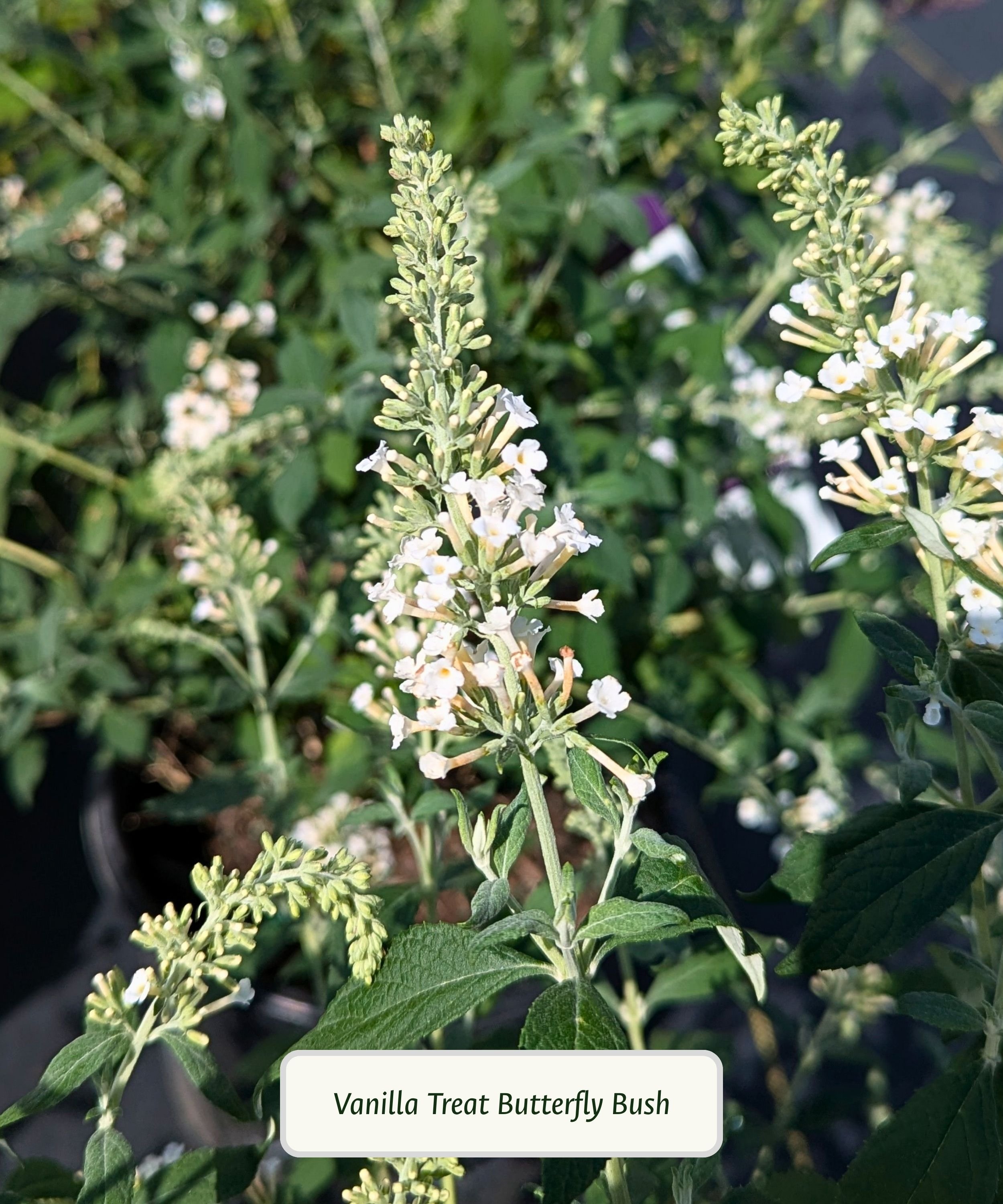 Vanilla Treat Butterfly Bush (1).jpg