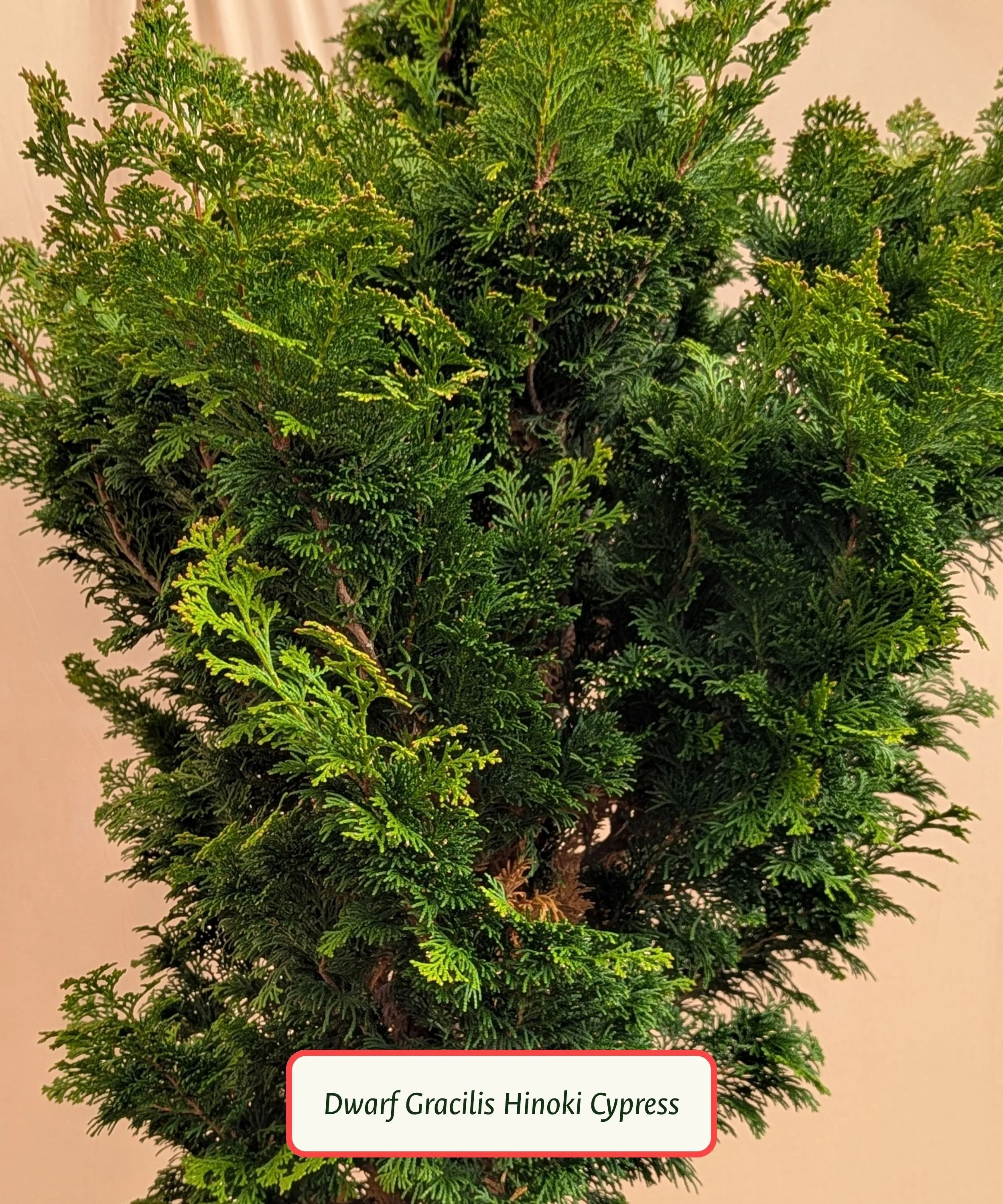 Dwarf Gracilis Hinoki Cypress.jpg