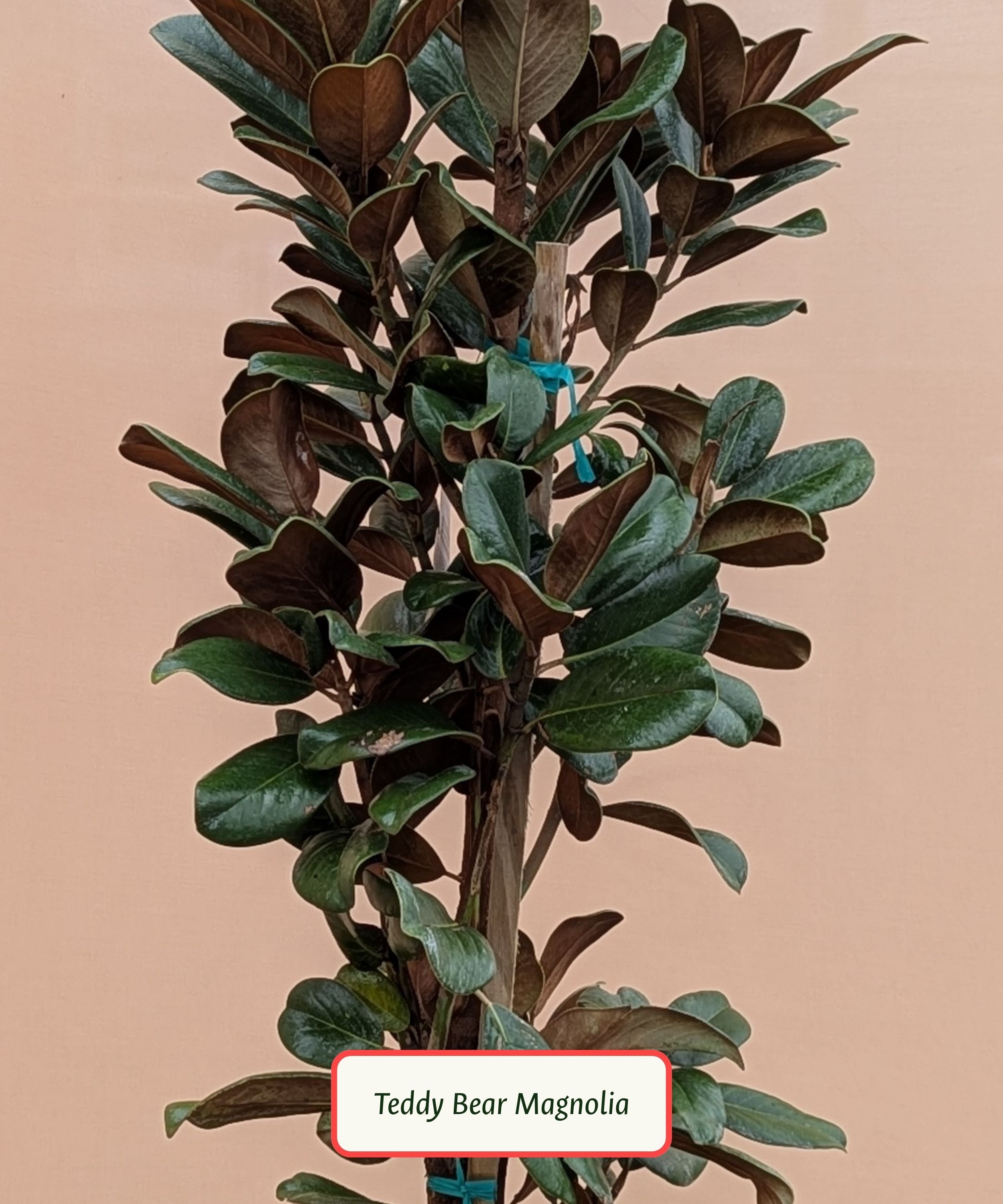 Teddy Bear Magnolia.jpg