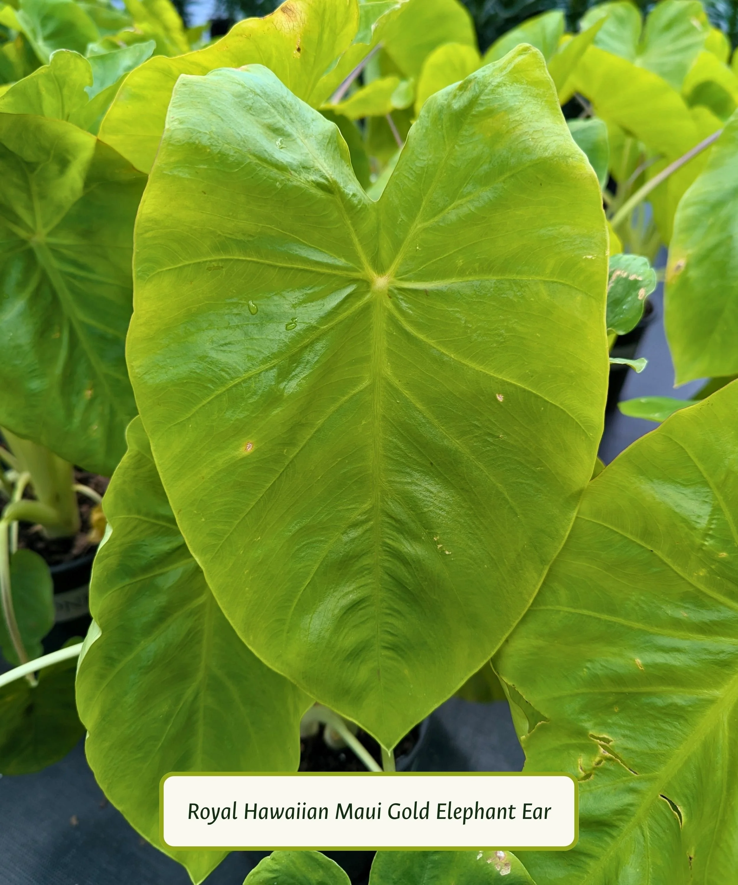 Royal Hawaiian Maui Gold Elephant Ear (1).jpg