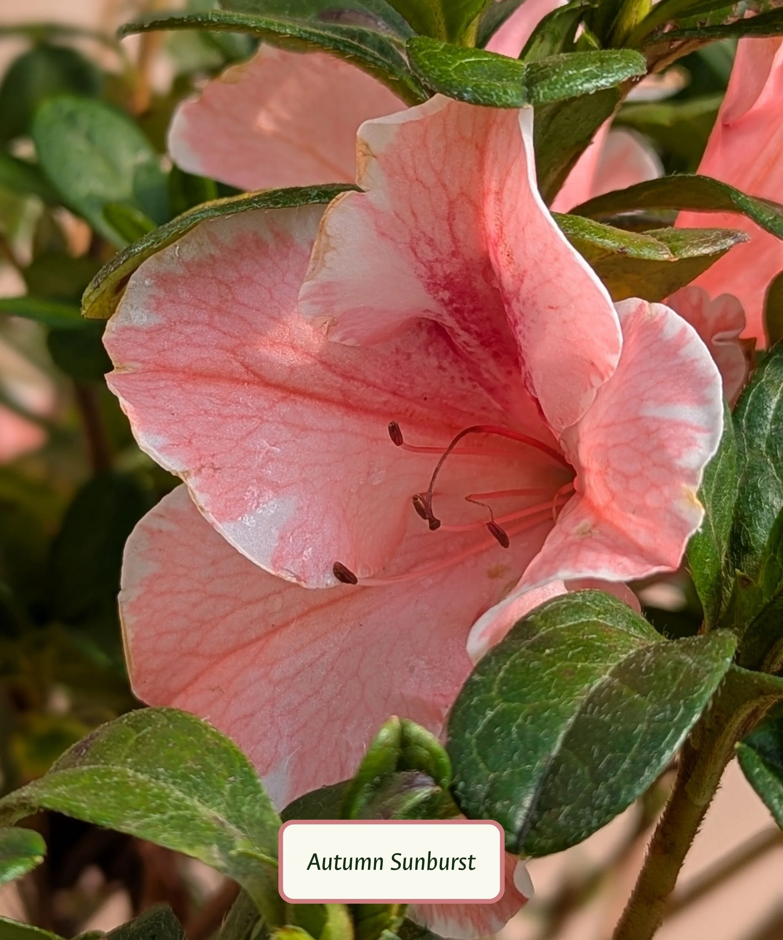 Autumn Sunburst Azalea.jpg