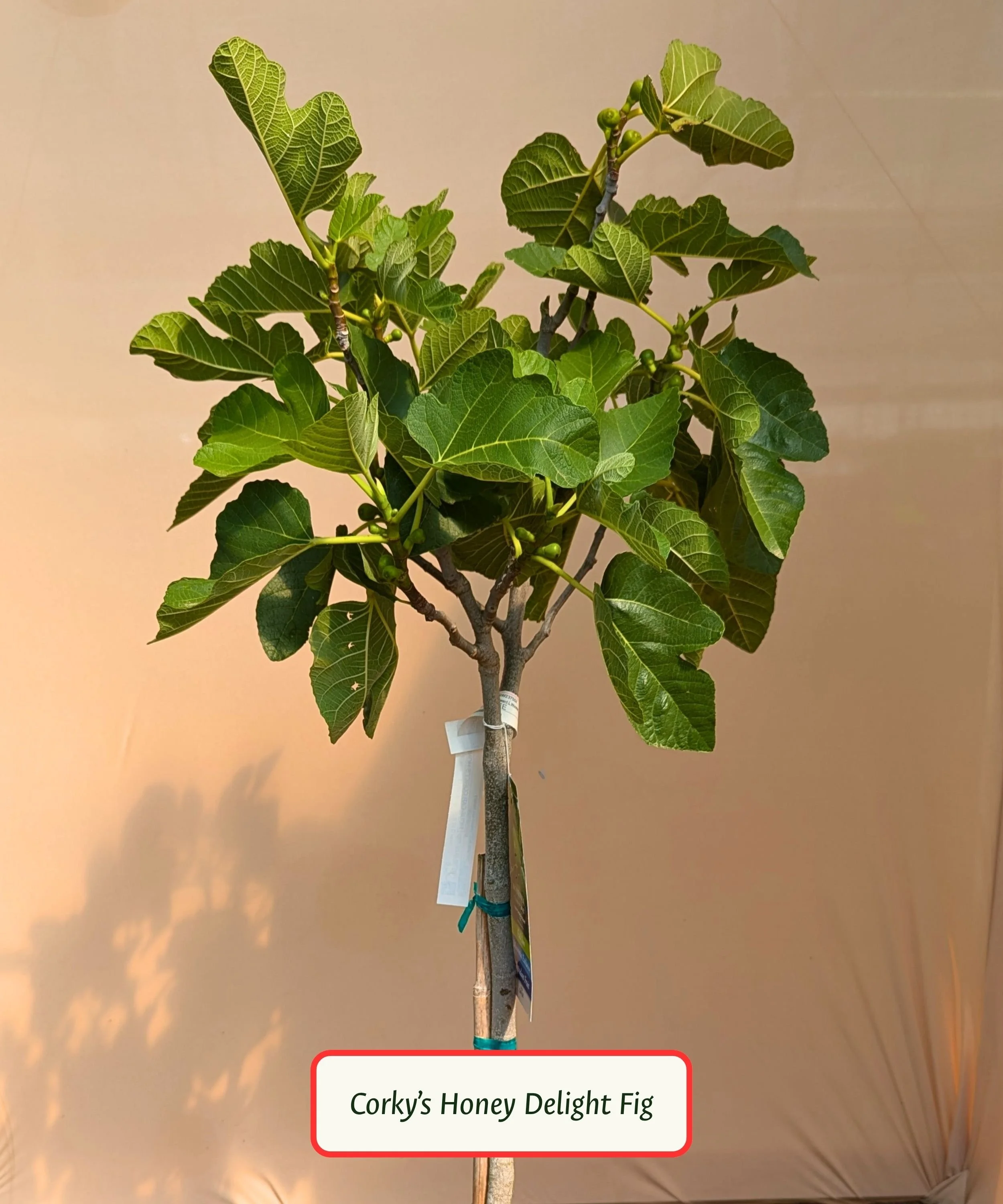 Corky's Honey Delight Fig.jpg