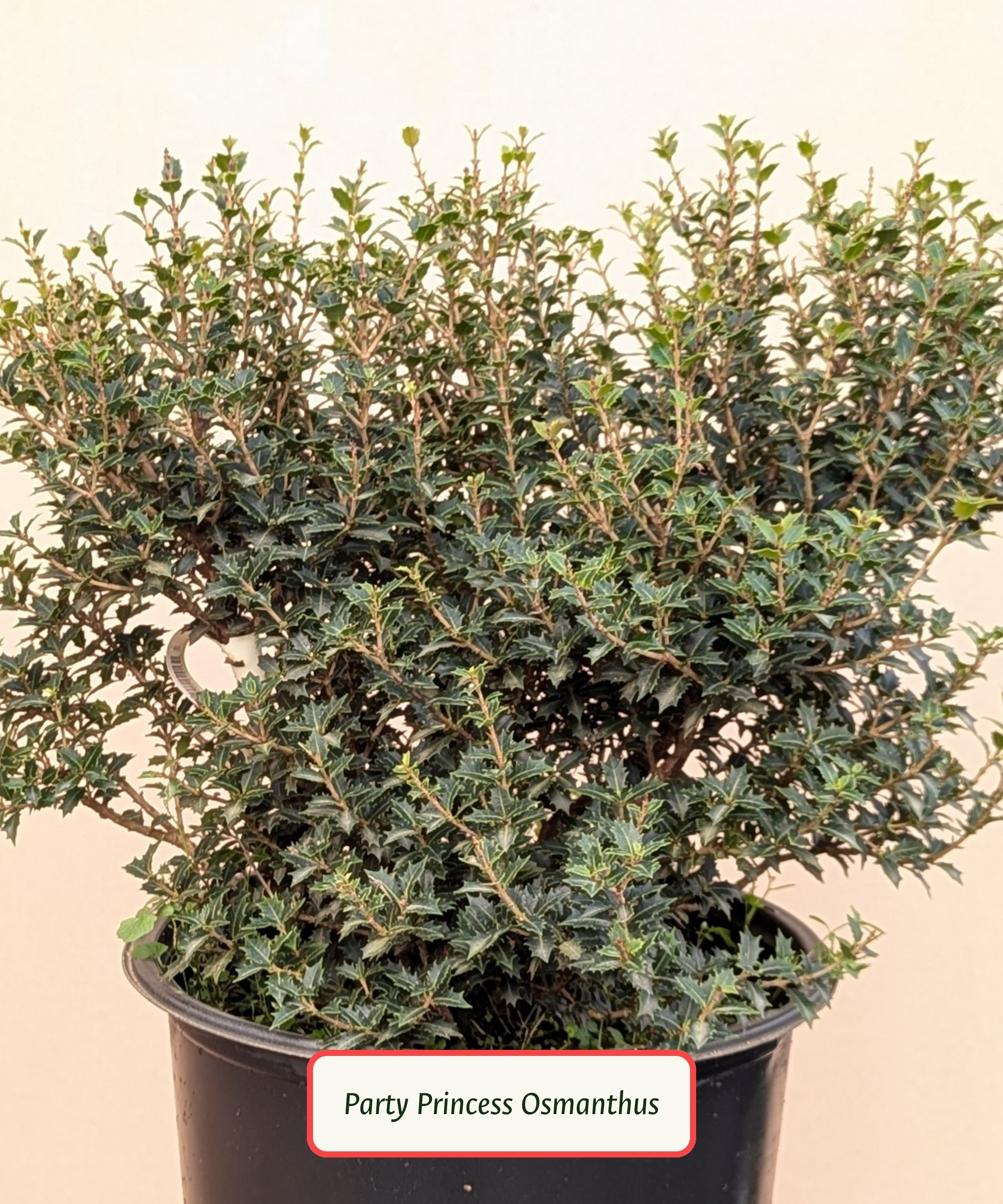 Party Princess Osmanthus.jpg