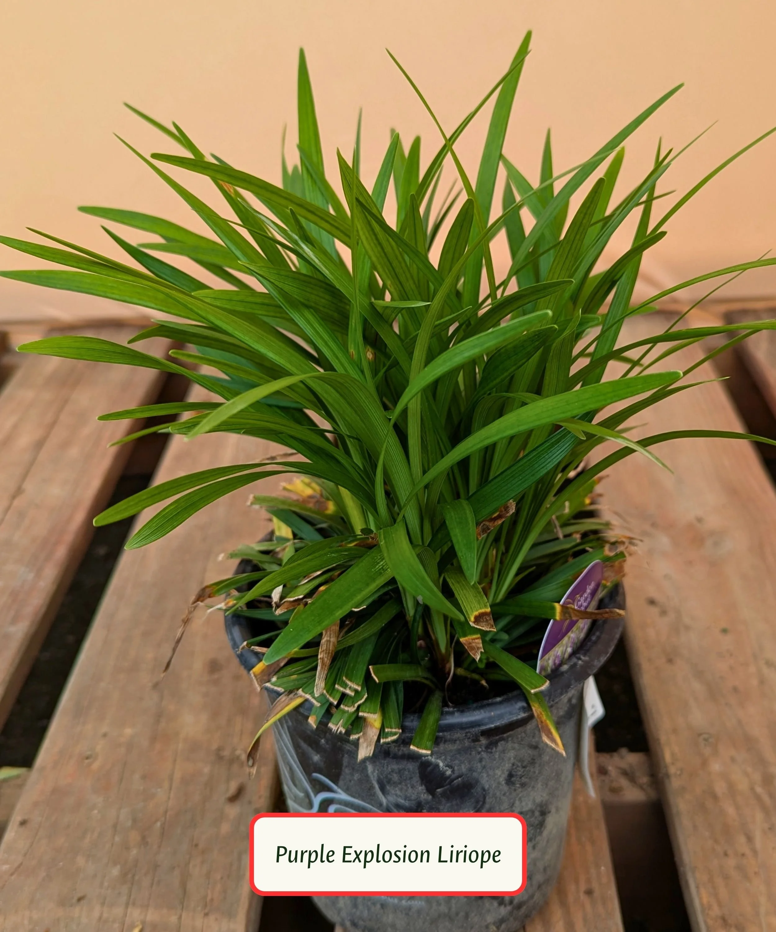Purple Explosion Liriope.jpg