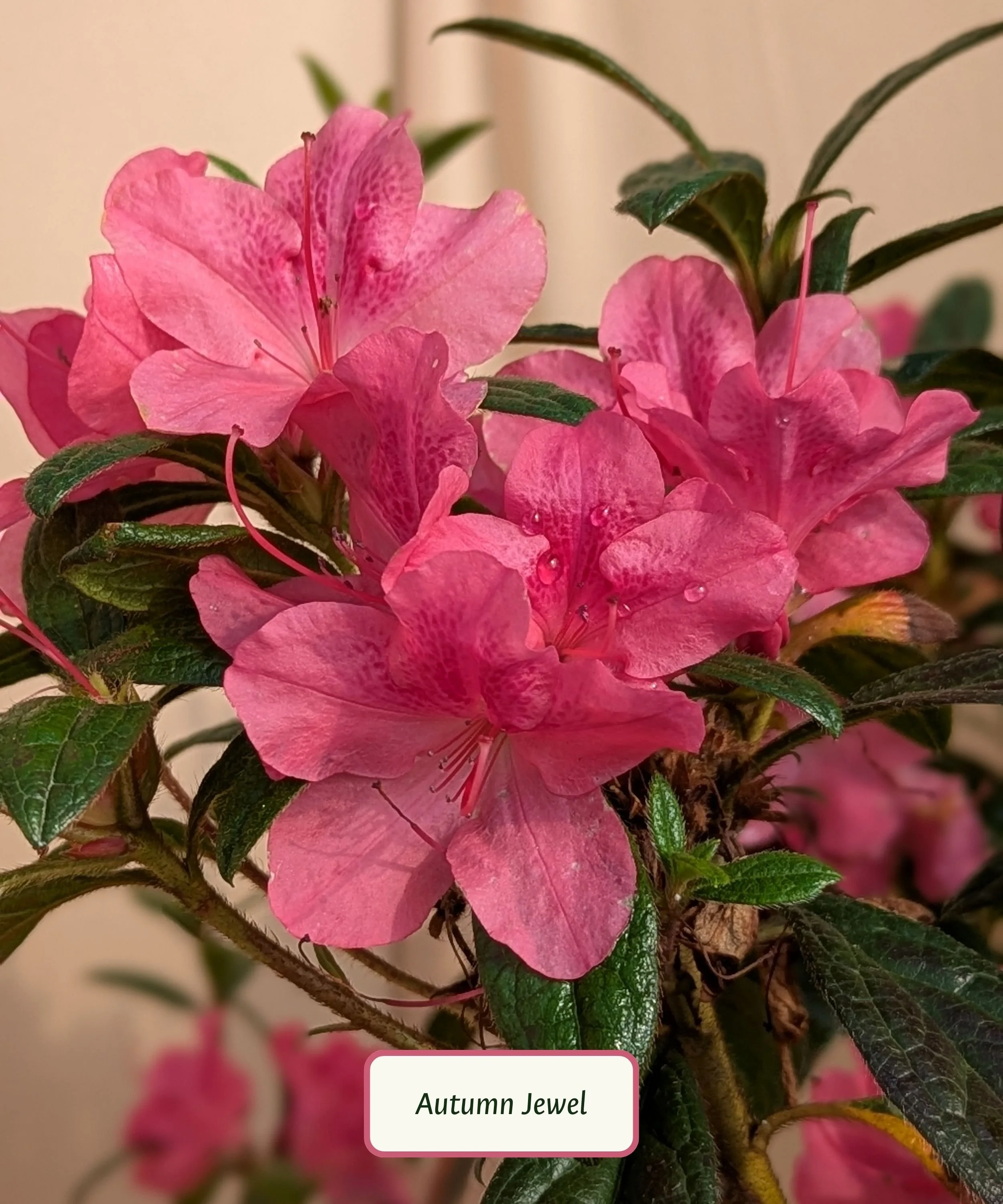 Autumn Jewel Azalea.jpg