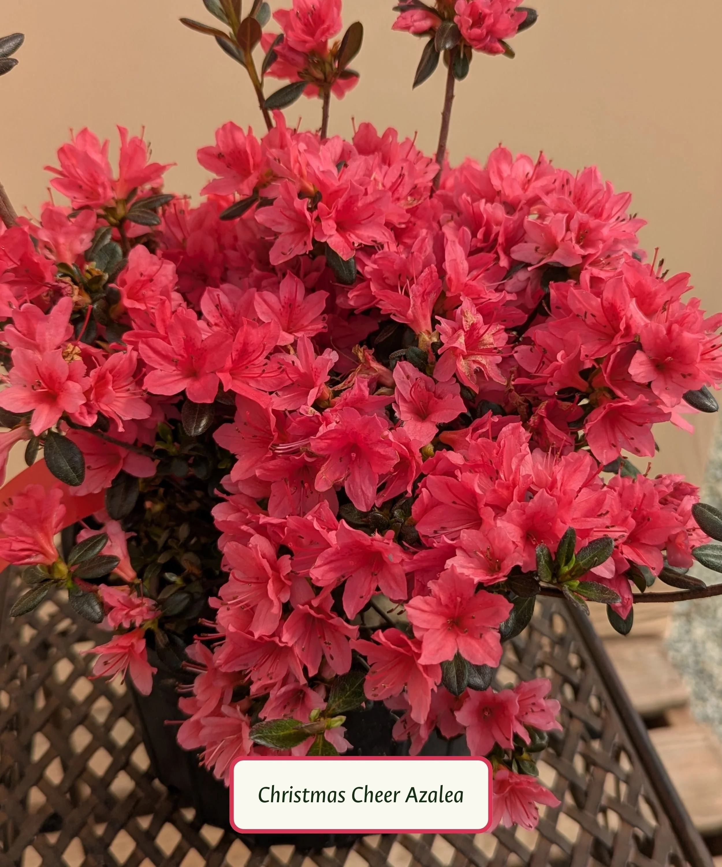 Christmas Cheer Azalea.jpg