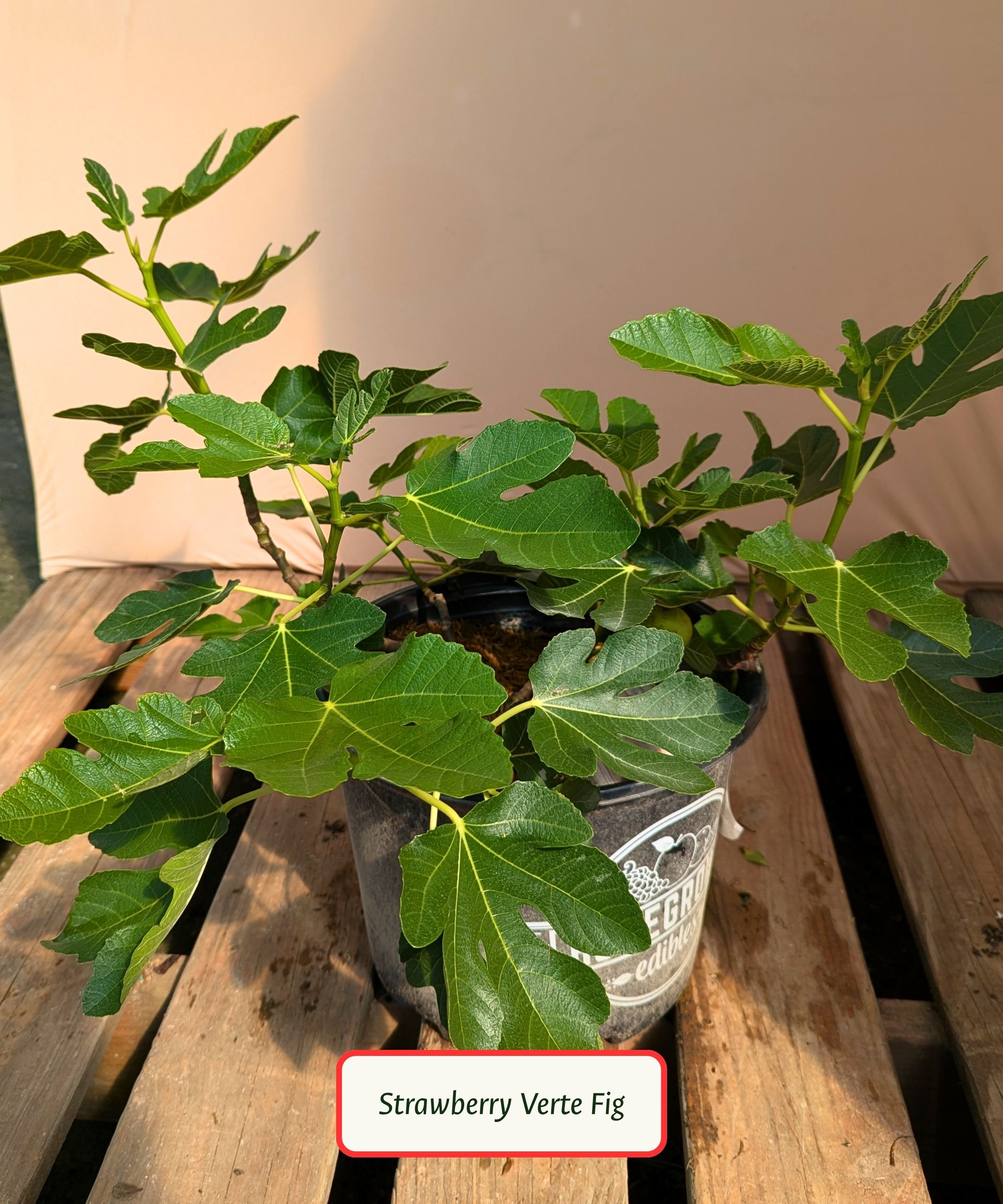 Strawberry Verte Fig.jpg