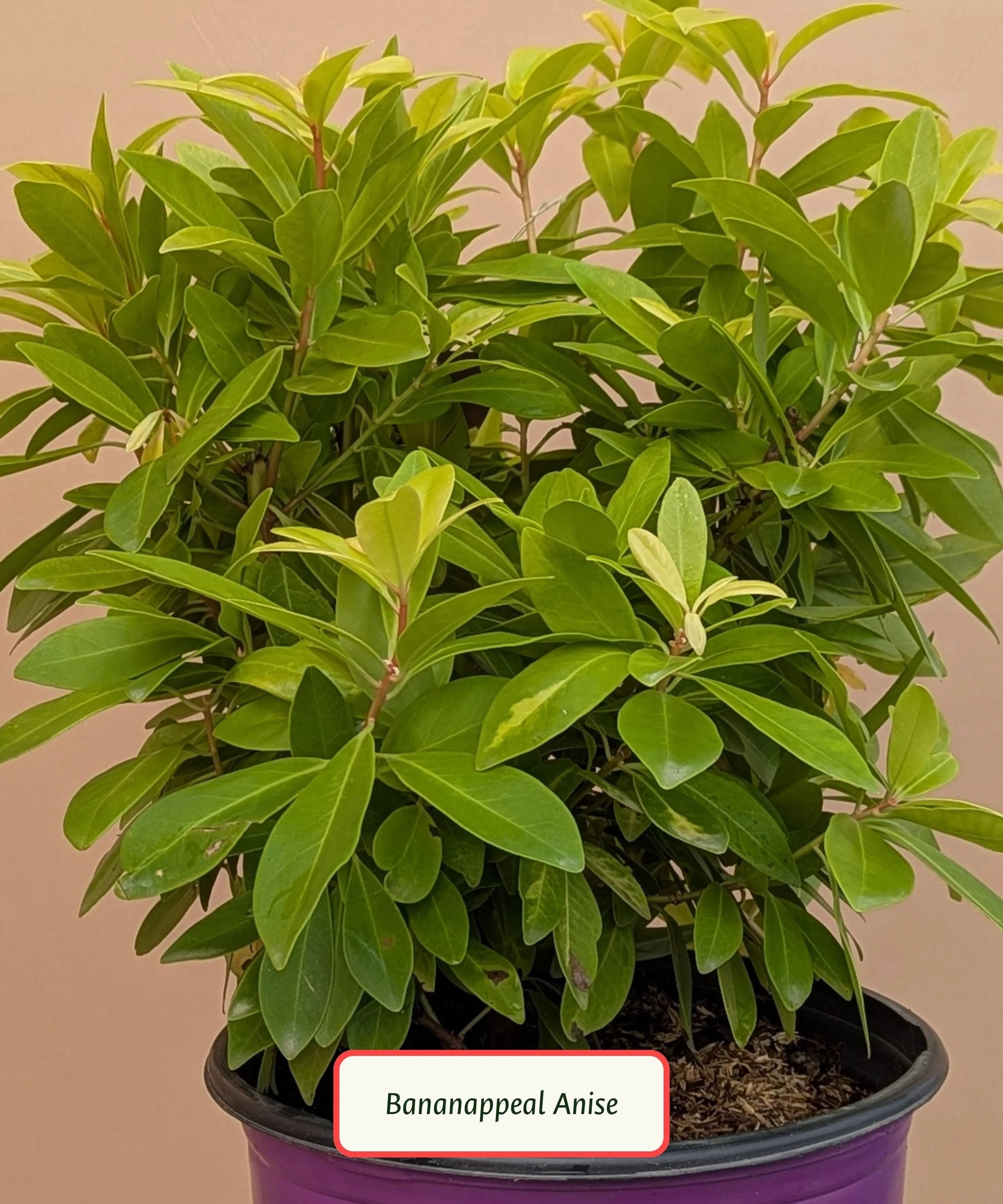 Bananappeal Anise.jpg