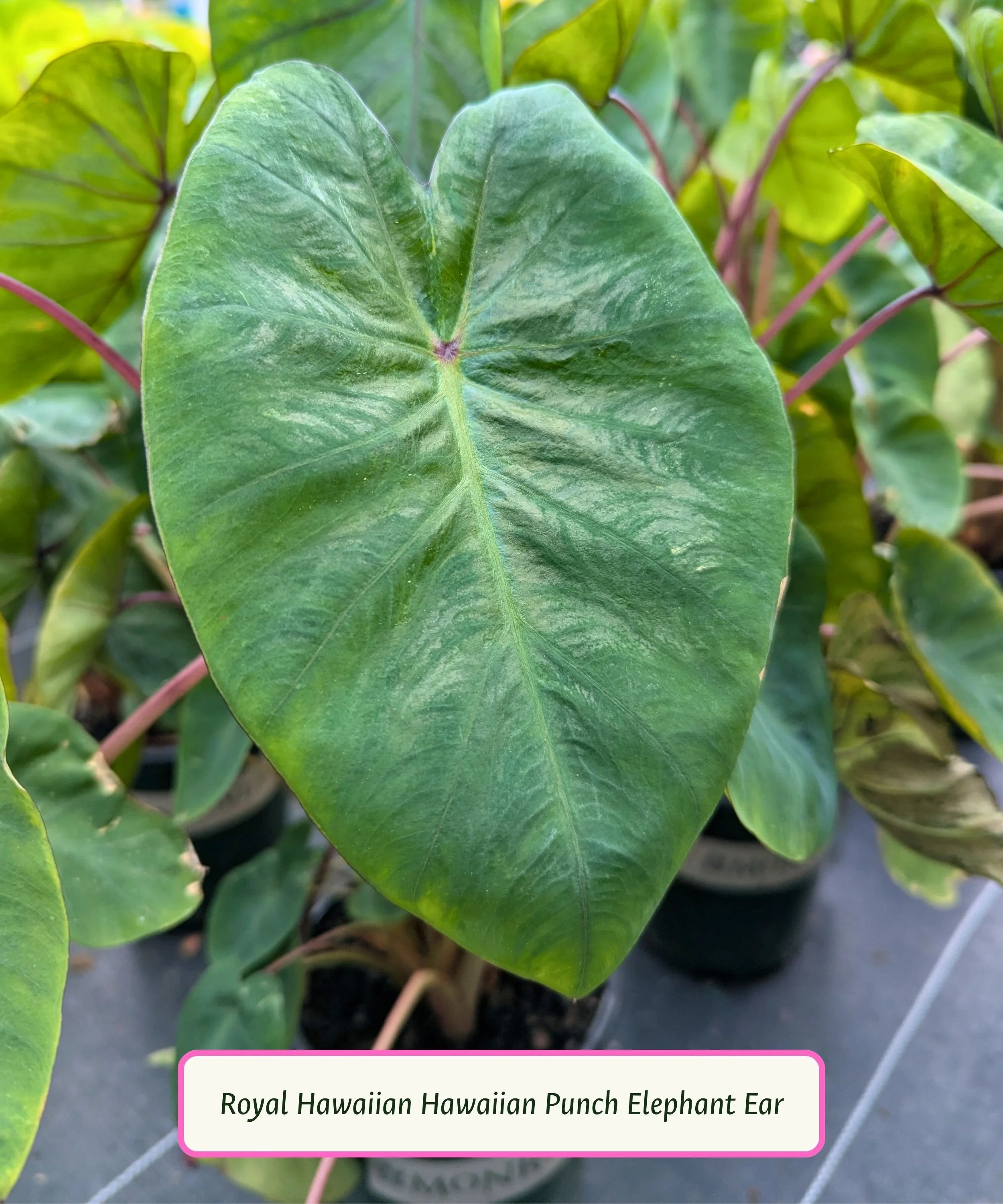 Elephant Ear
