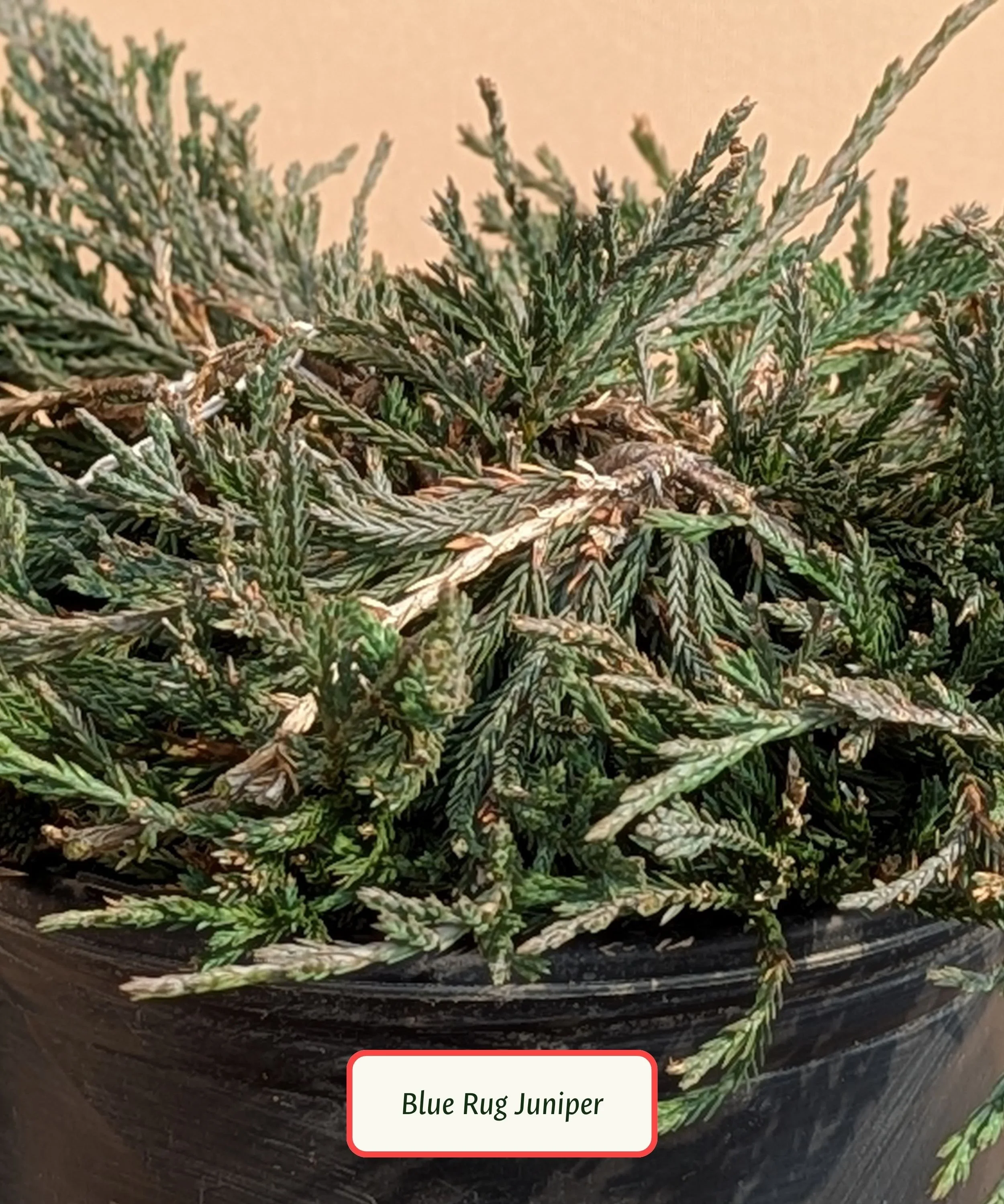 Blue Rug Juniper.jpg