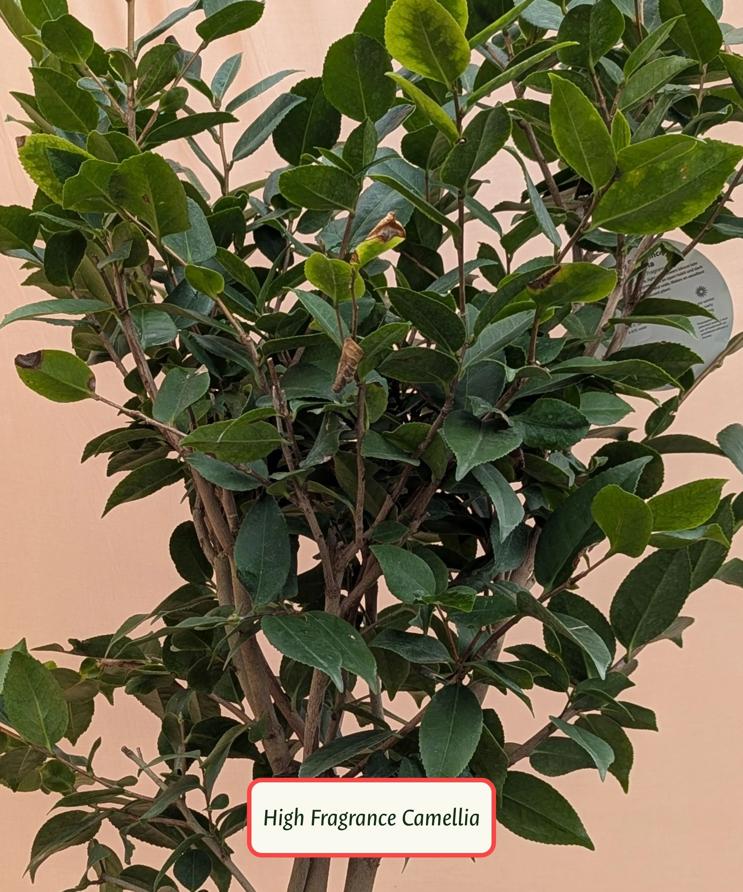 High Fragrance Camellia.jpg
