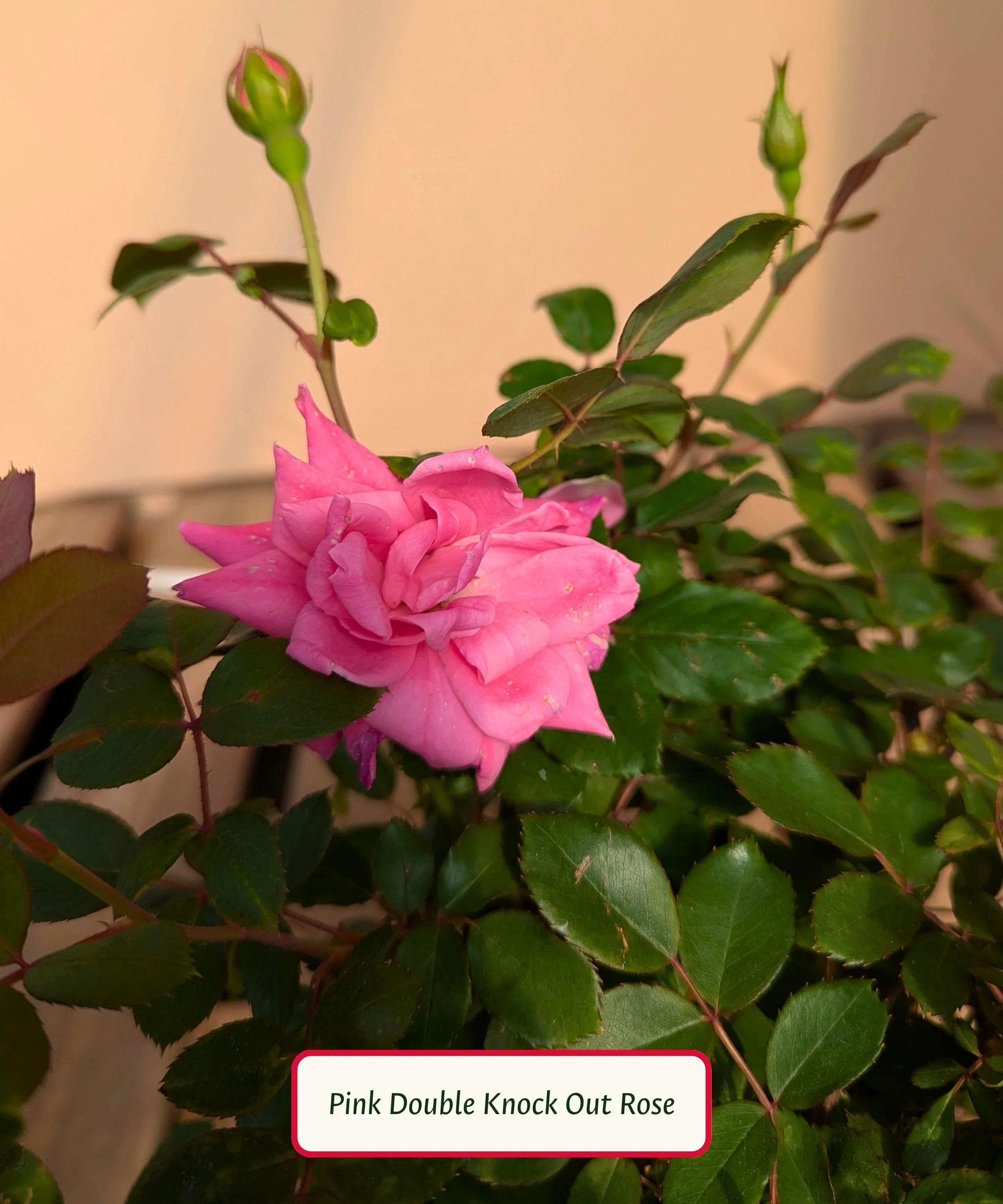 Pink Double Knock Out Rose.jpg