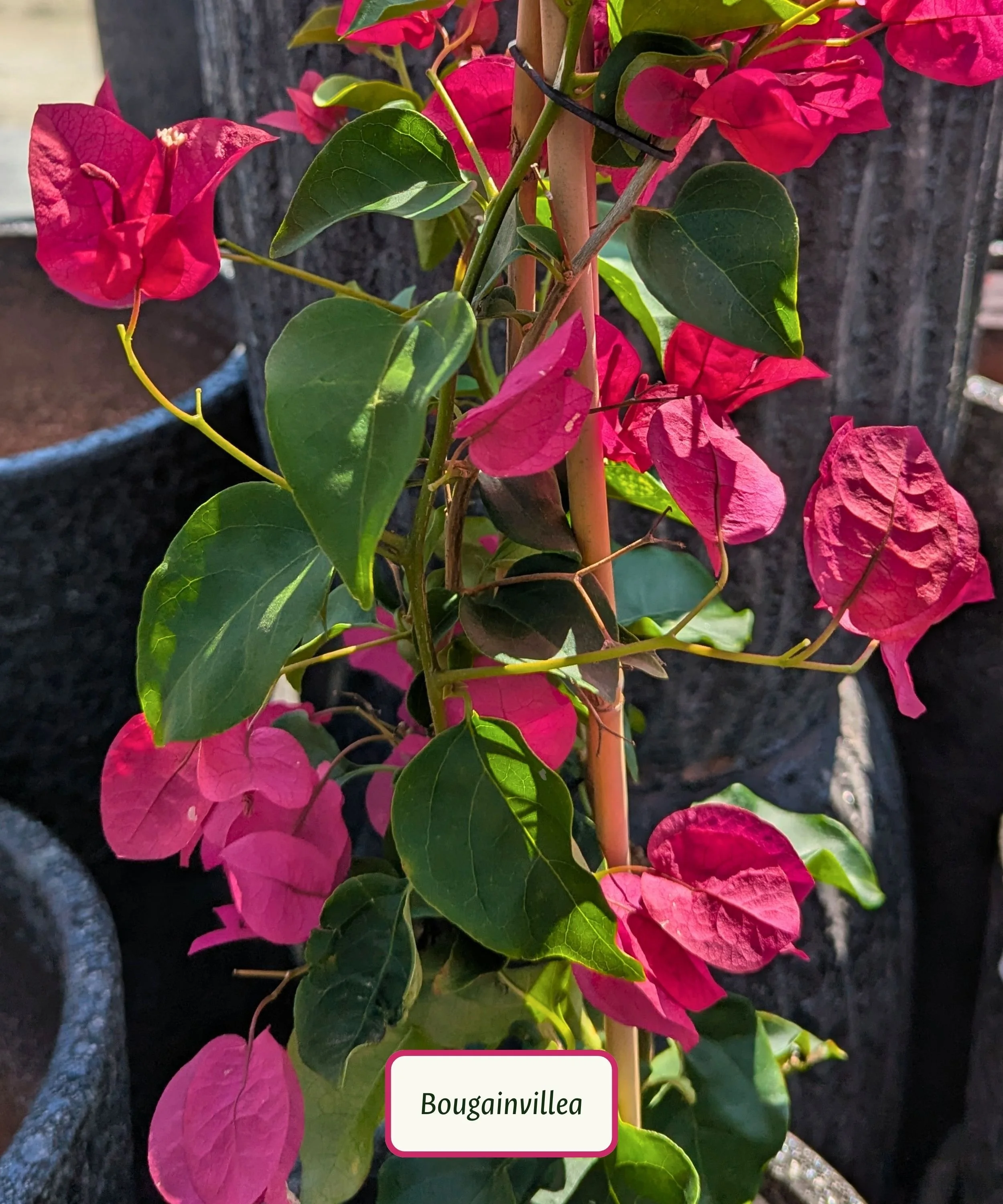 Barbara Karst Bougainvillea (1).jpg