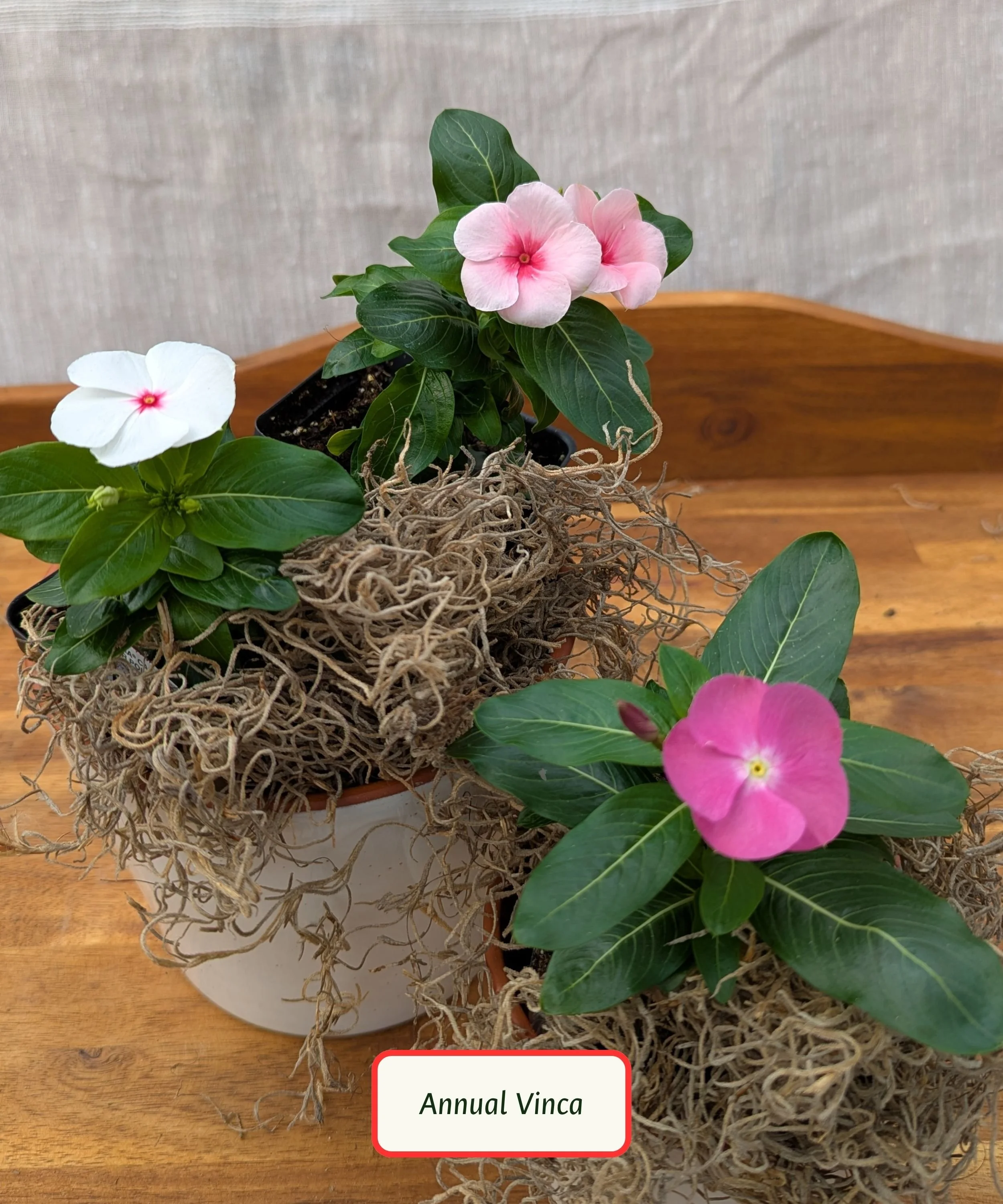 Annual Vinca