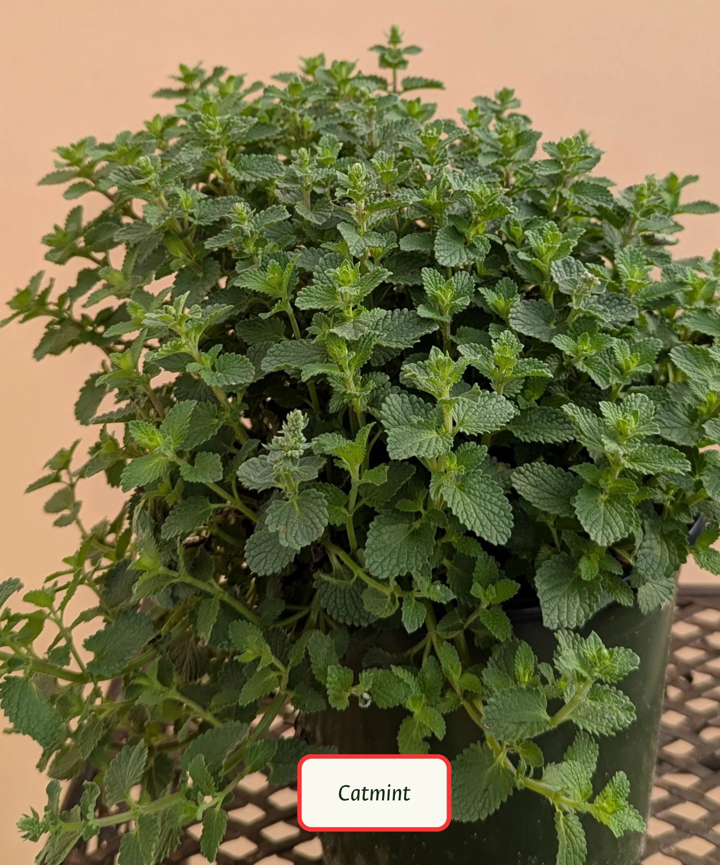 Catmint.jpg