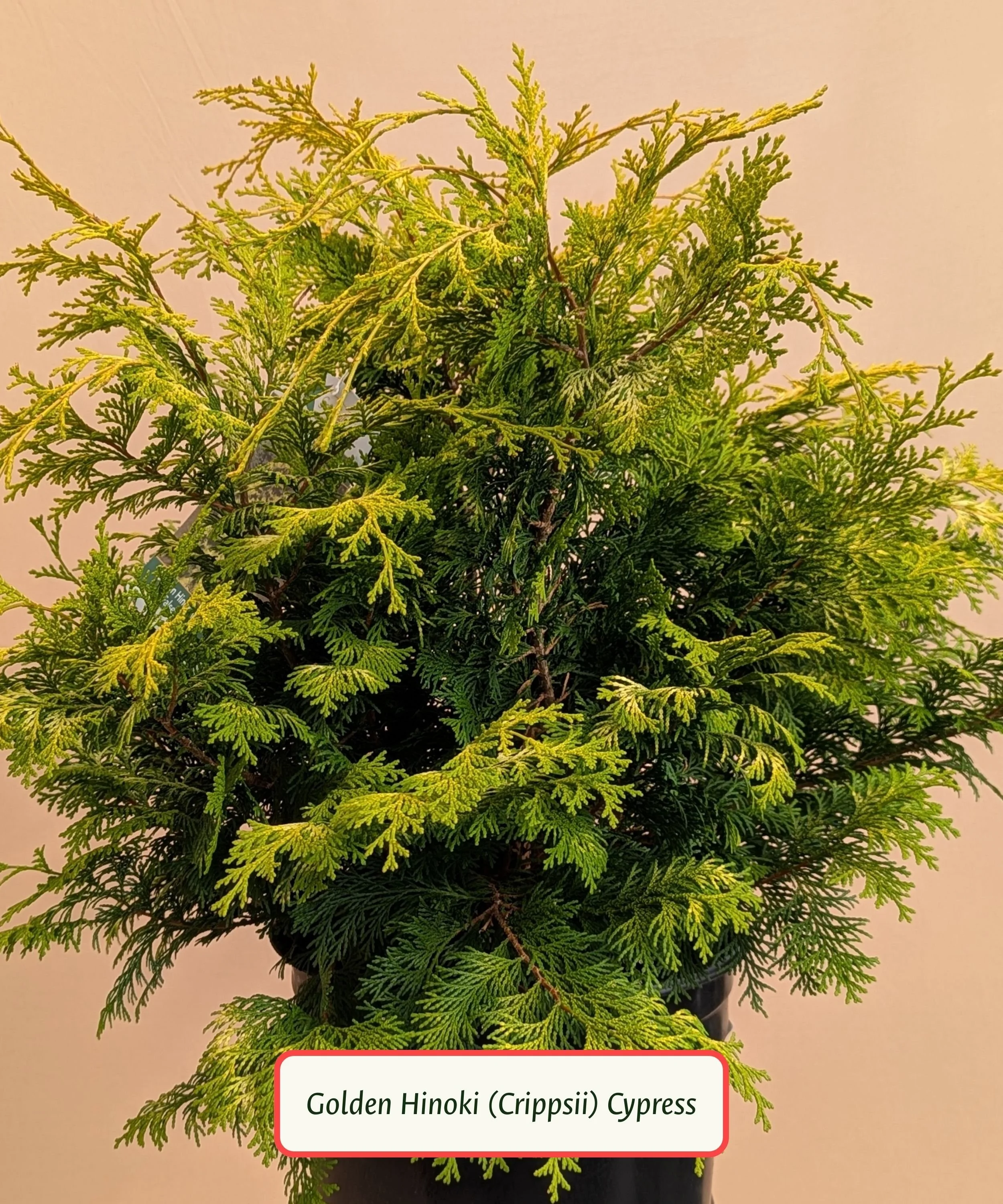 Golden Hinoki (Crippsii) Cypress.jpg