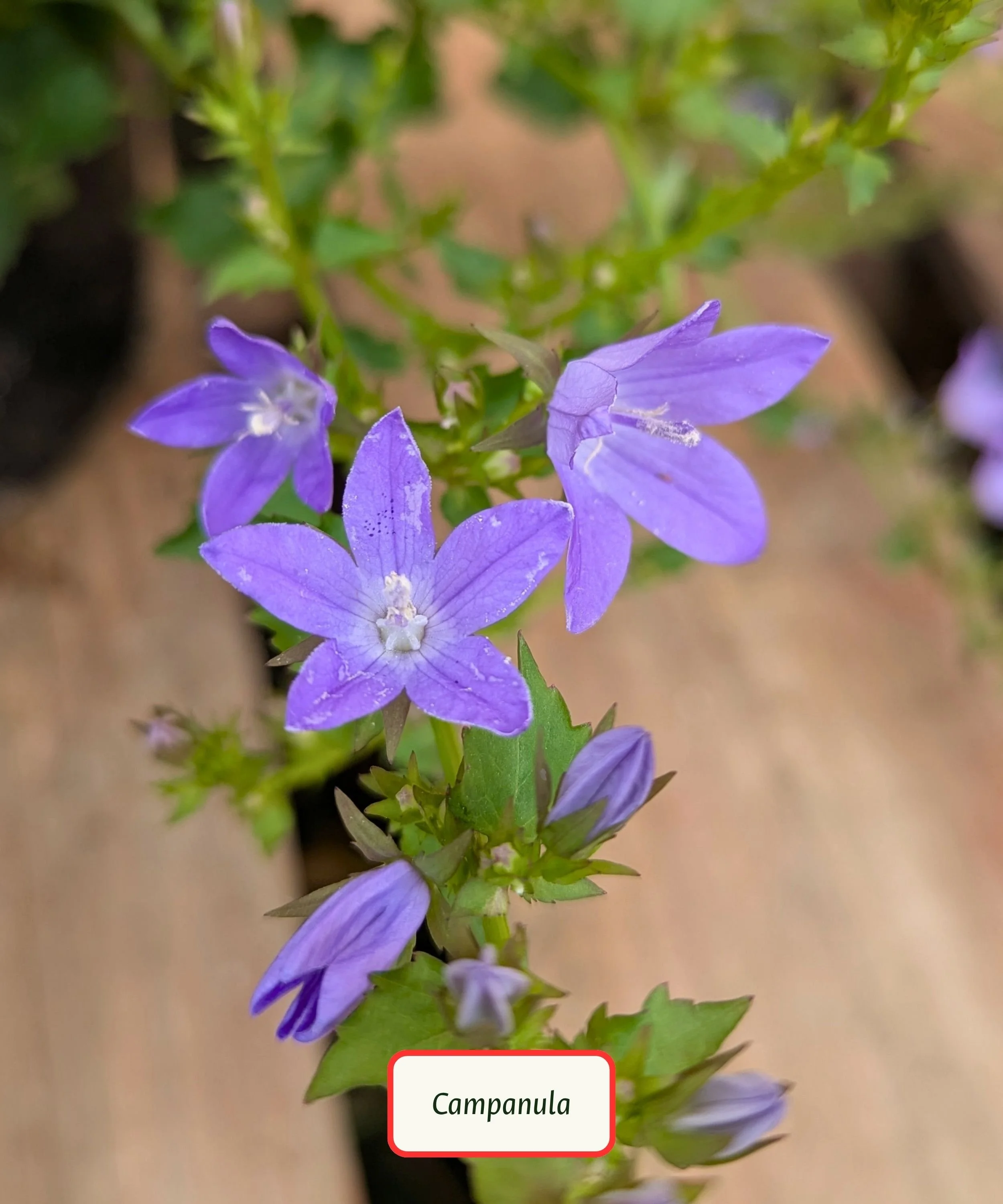 Bellflower