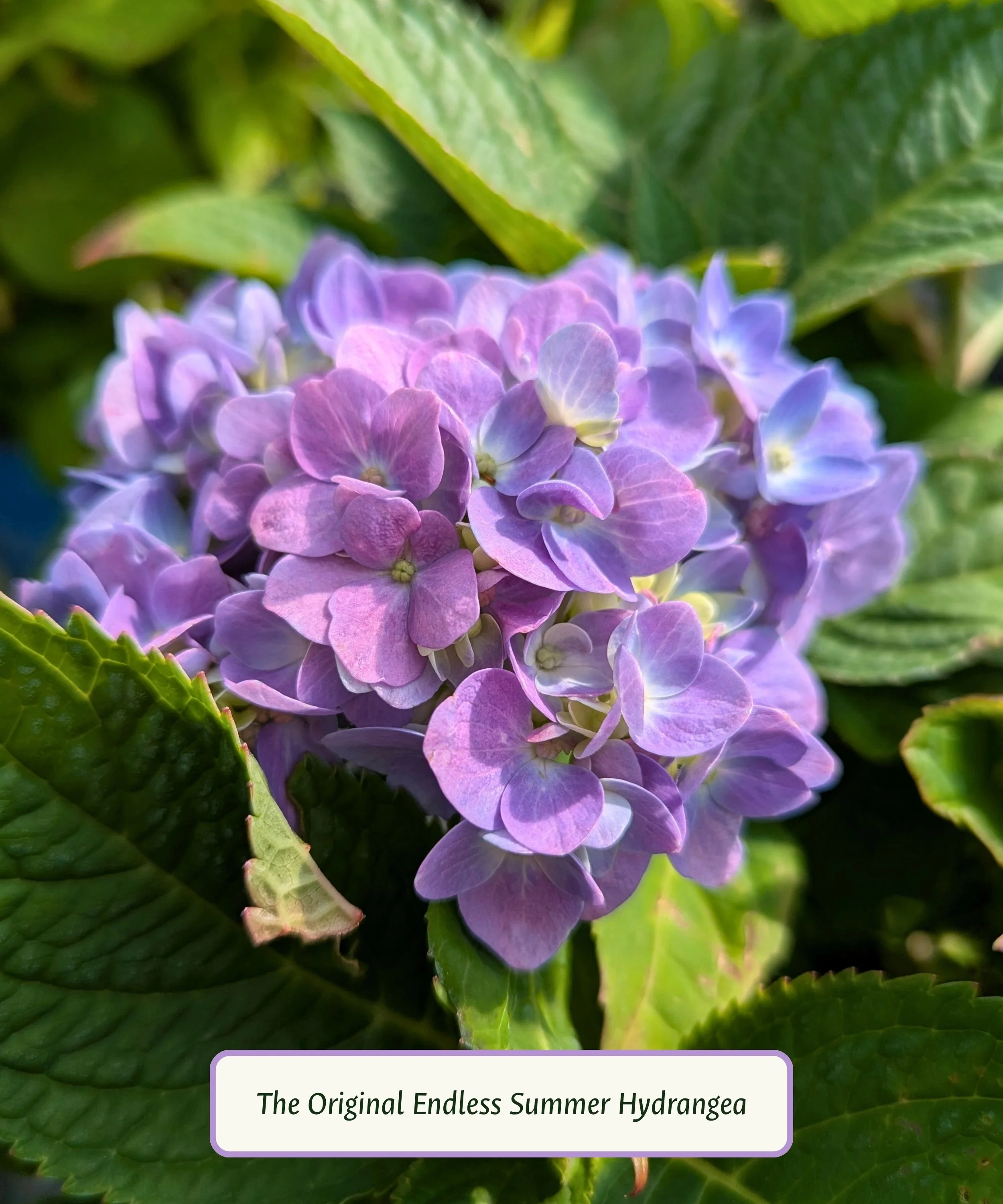 French Hydrangea